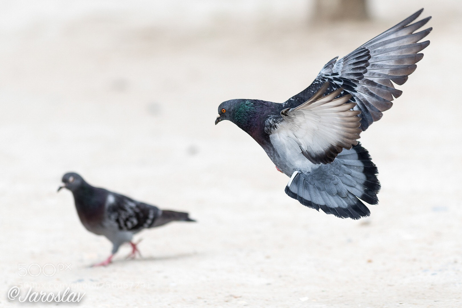 Nikon D500 sample photo. Landing !!! photography