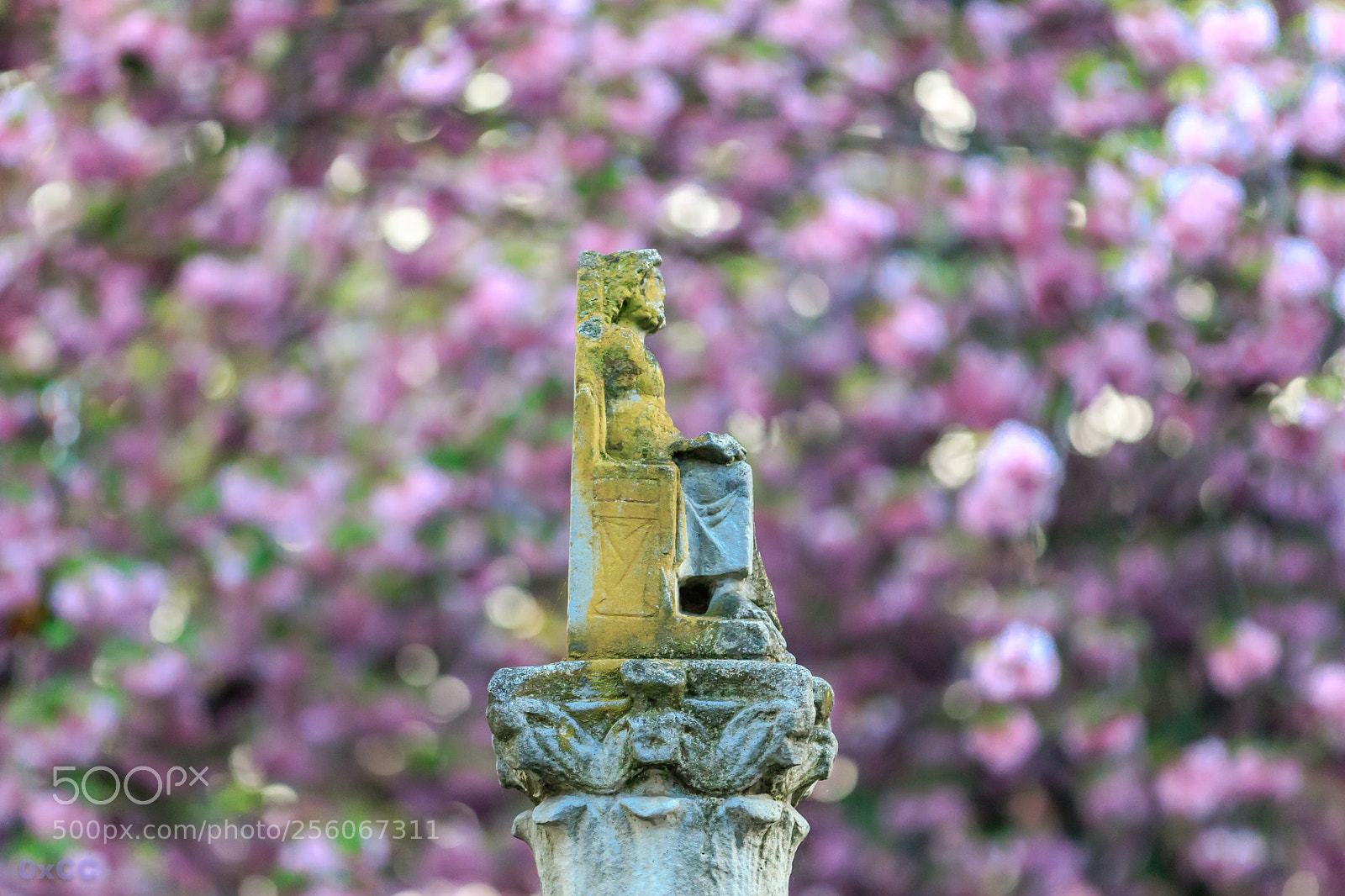 Canon EOS 7D Mark II sample photo. Cherrytree canopy photography