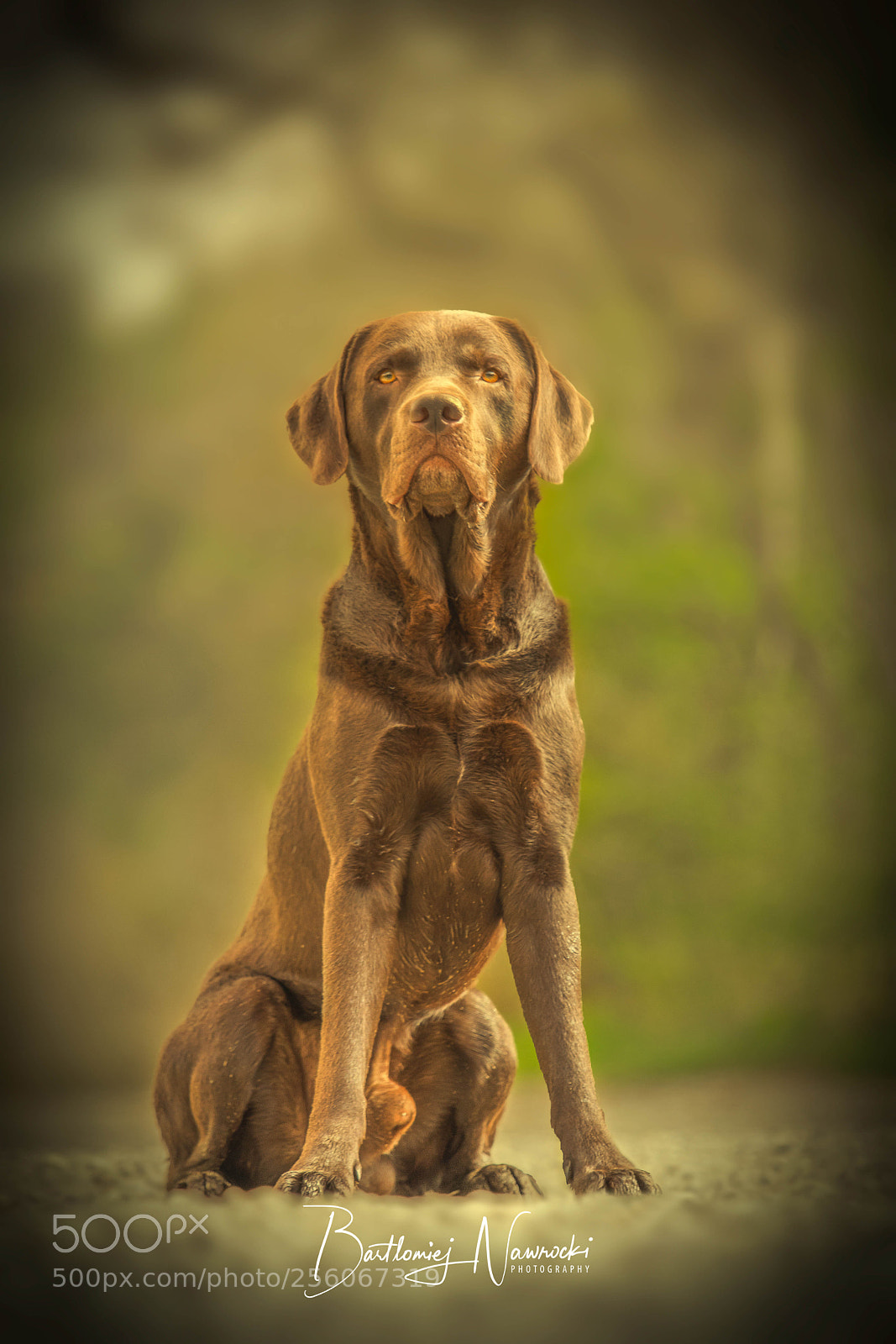 Canon EOS 80D sample photo. Bailey photography