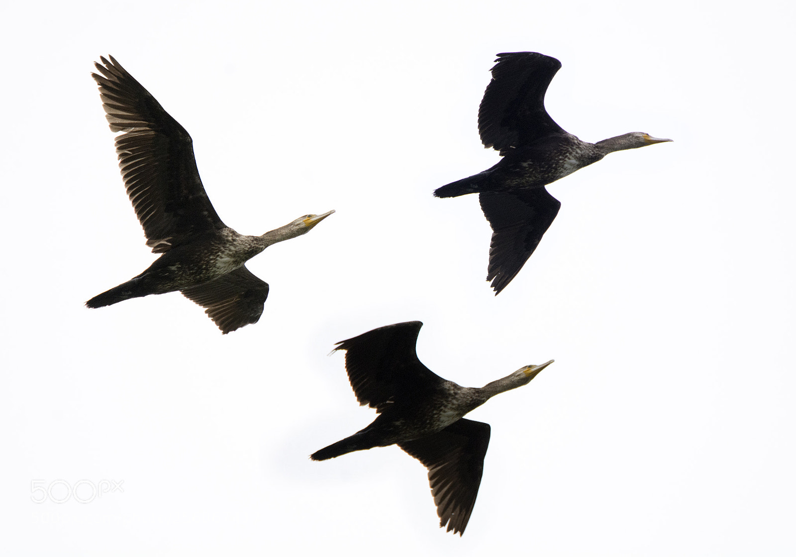 Nikon D7100 sample photo. Cormorants photography
