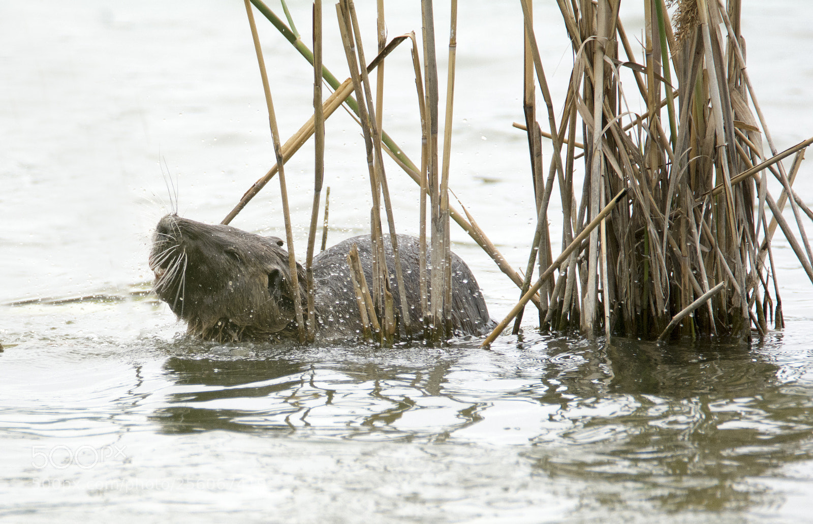 Nikon D7100 sample photo. Nutria_1 photography