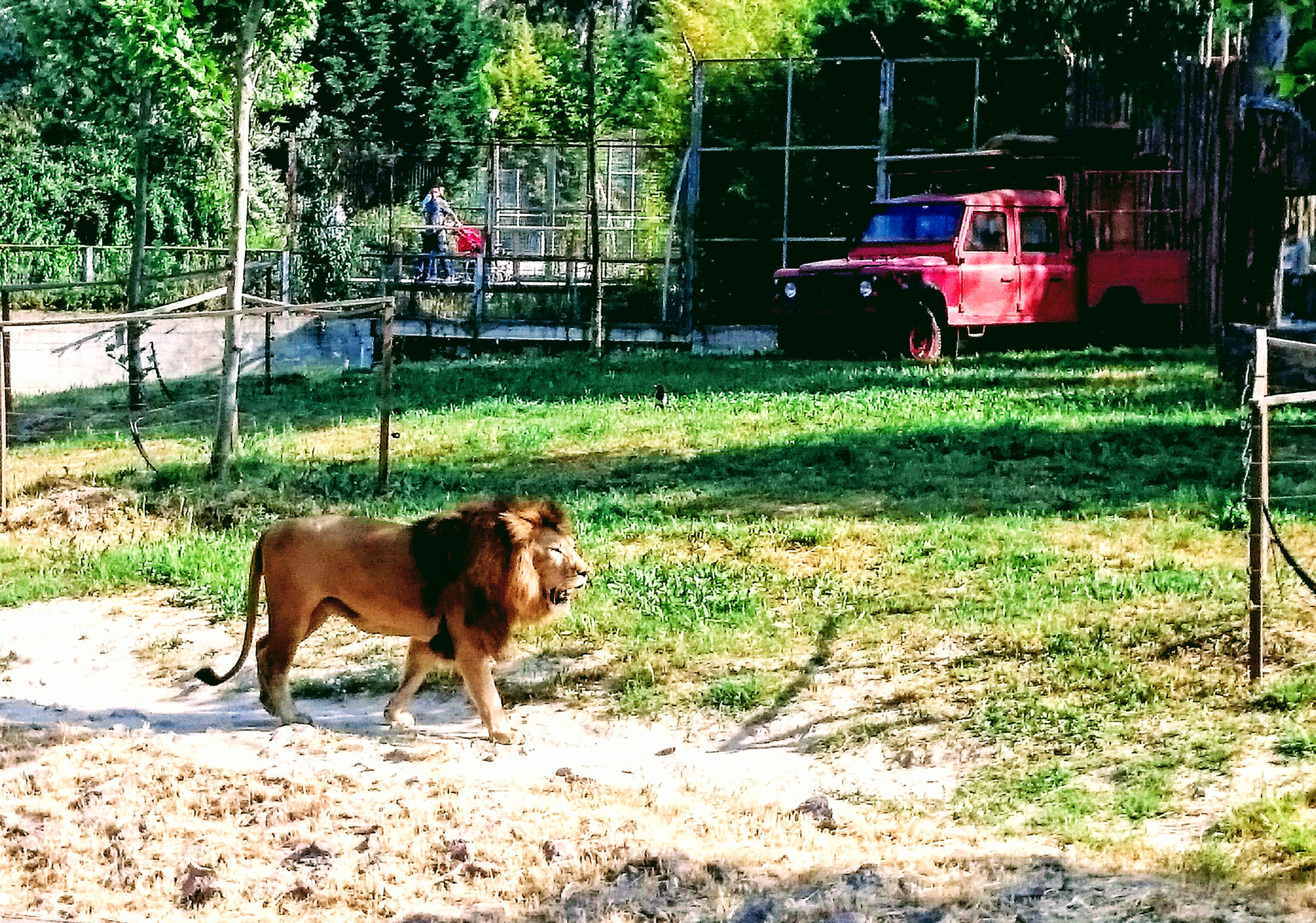 Sony Xperia Z2 sample photo. Lion photography
