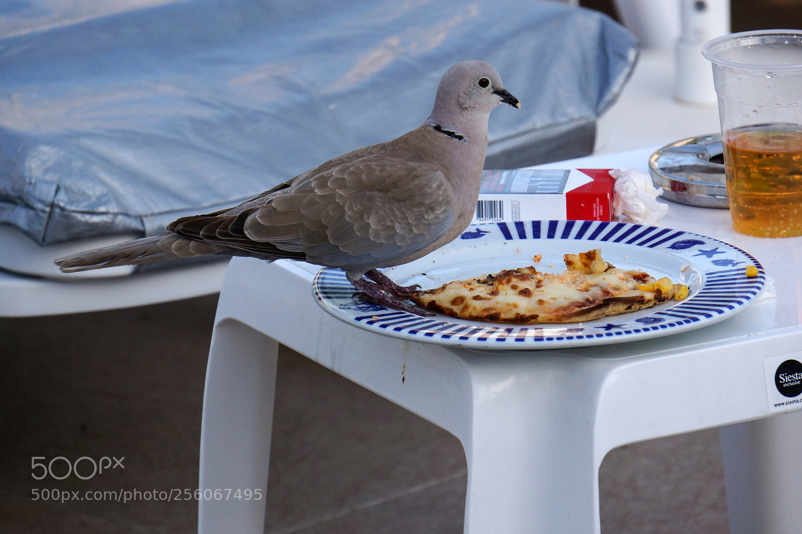Sony Alpha NEX-7 sample photo. Pizza with beer is photography