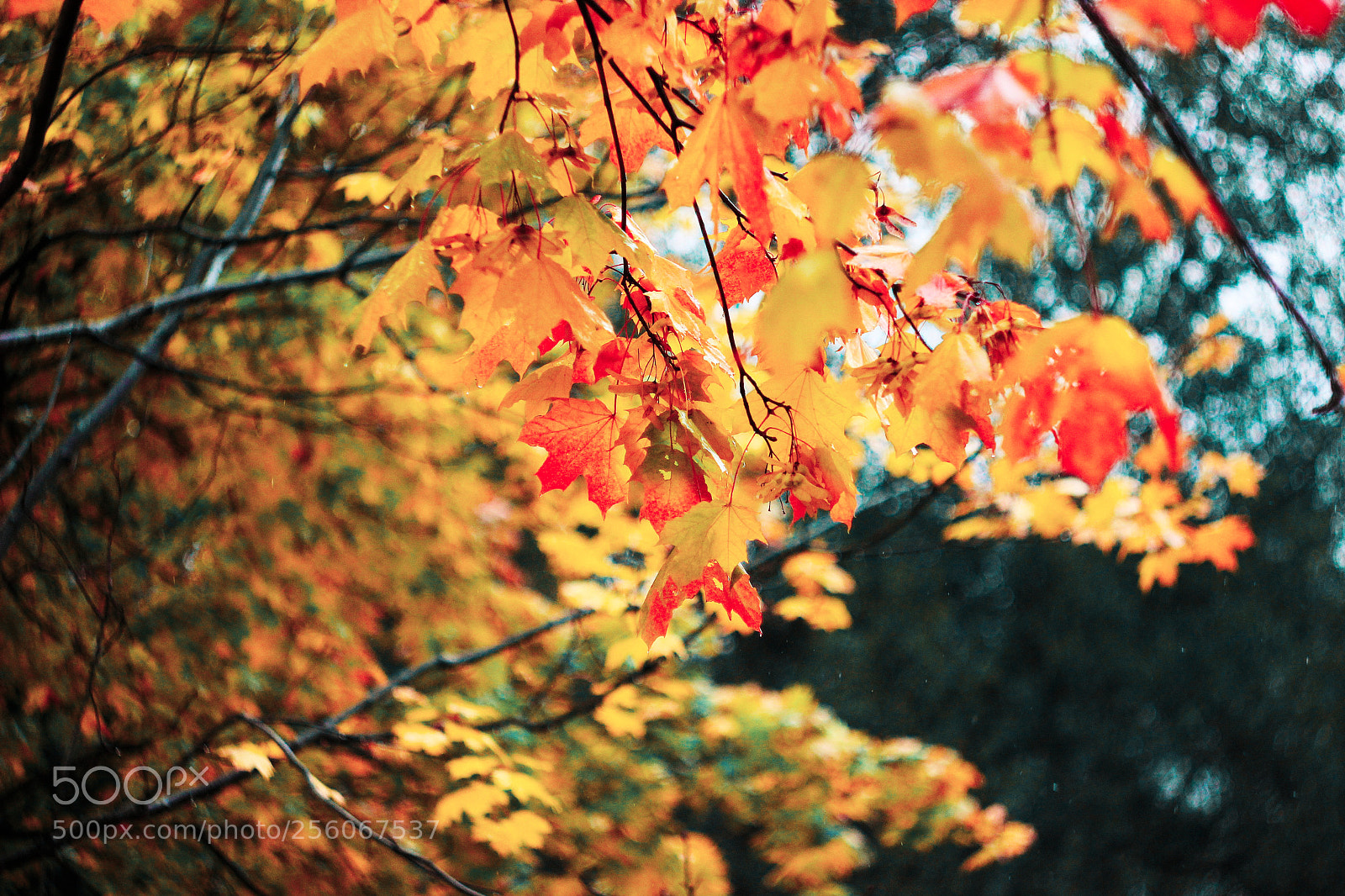 Canon EOS 600D (Rebel EOS T3i / EOS Kiss X5) sample photo. копия photography