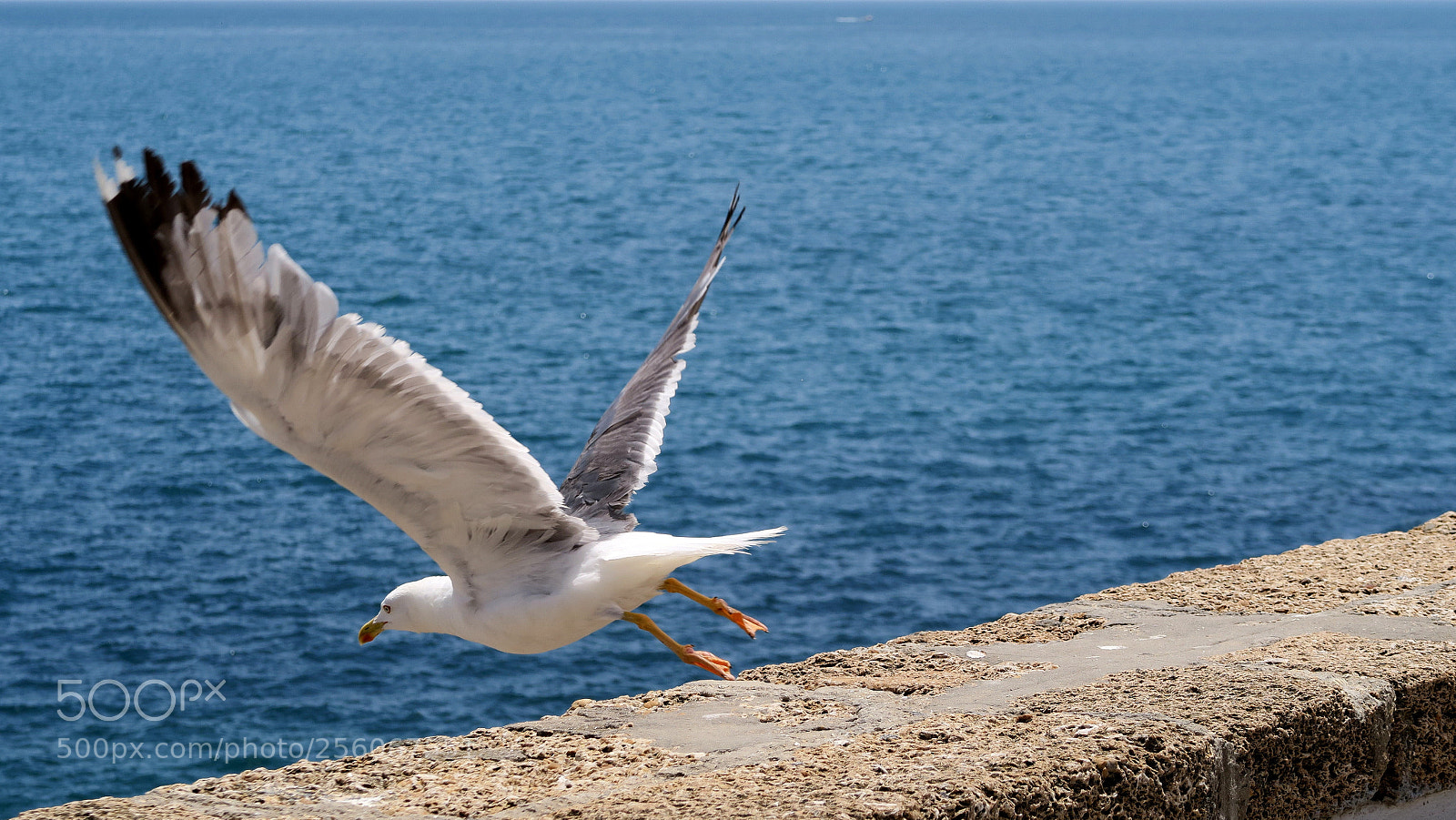Canon PowerShot G7 X sample photo. Seagull photography