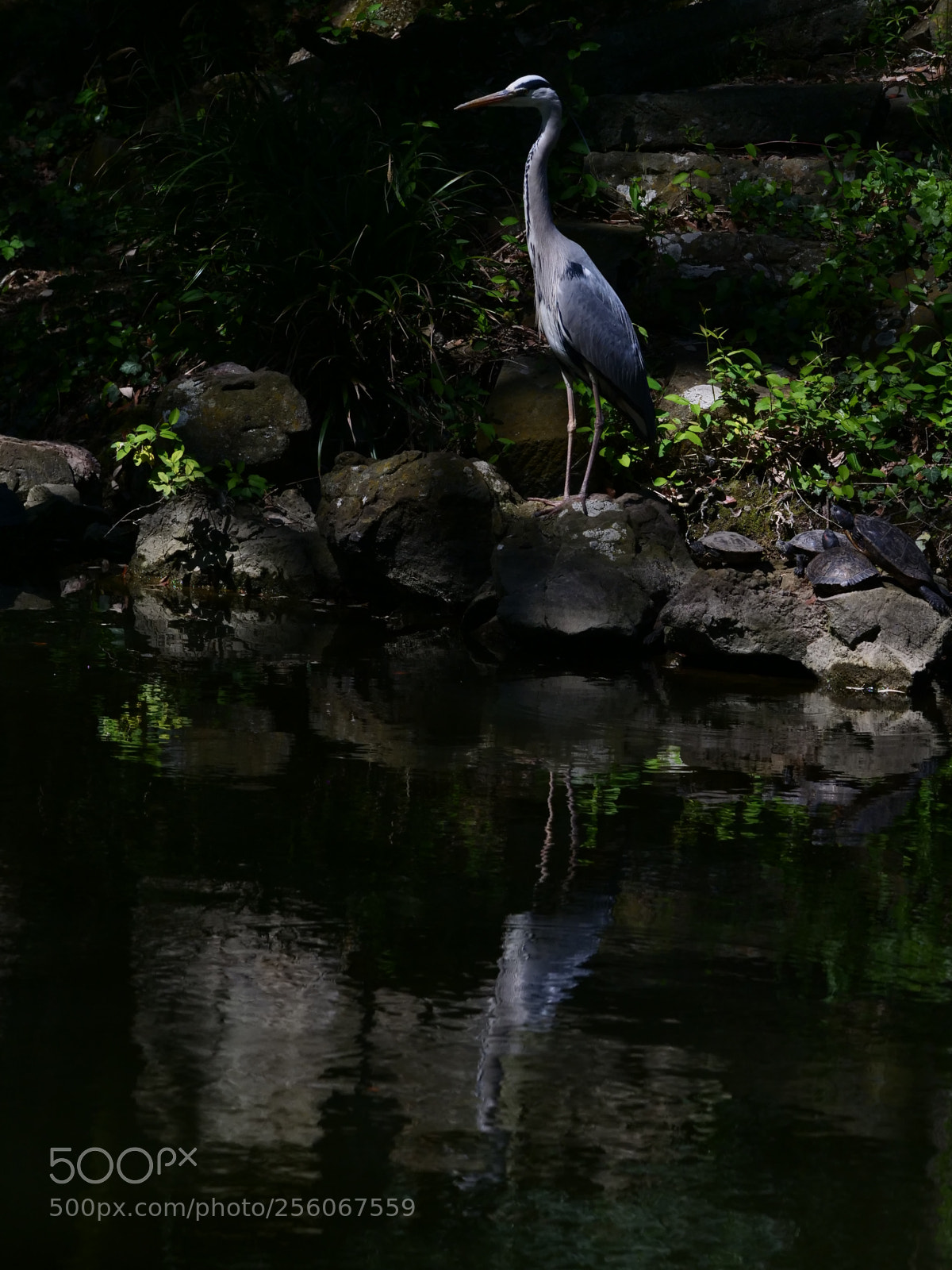 Panasonic Lumix DC-G9 sample photo. Airone allo specchio photography
