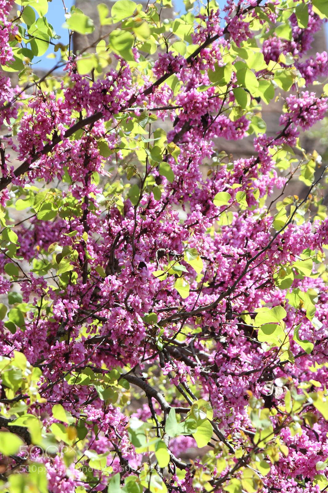 Canon EOS 50D sample photo. Algarve, portugal, march 2011 photography