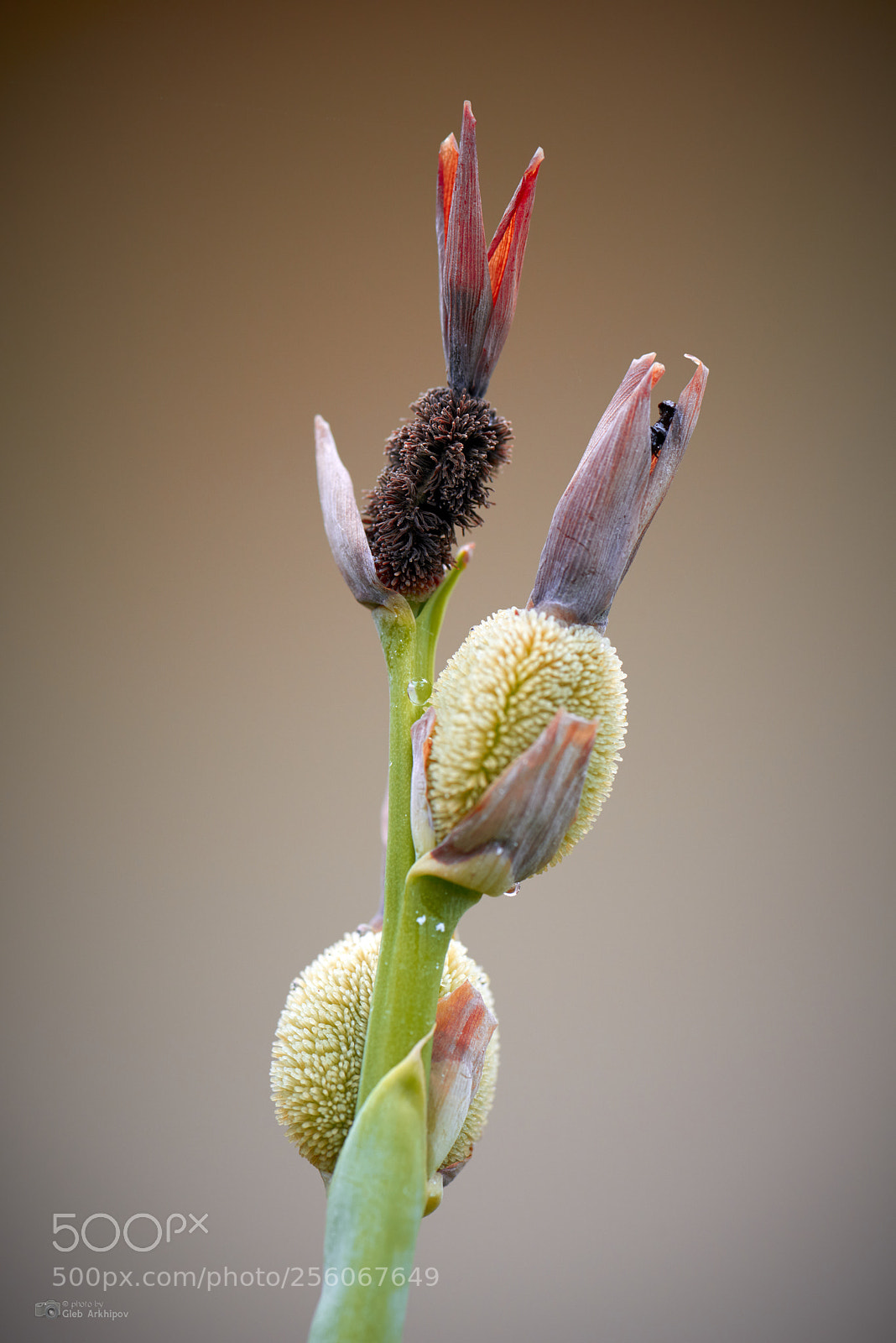 Nikon D800E sample photo. Handsome photography