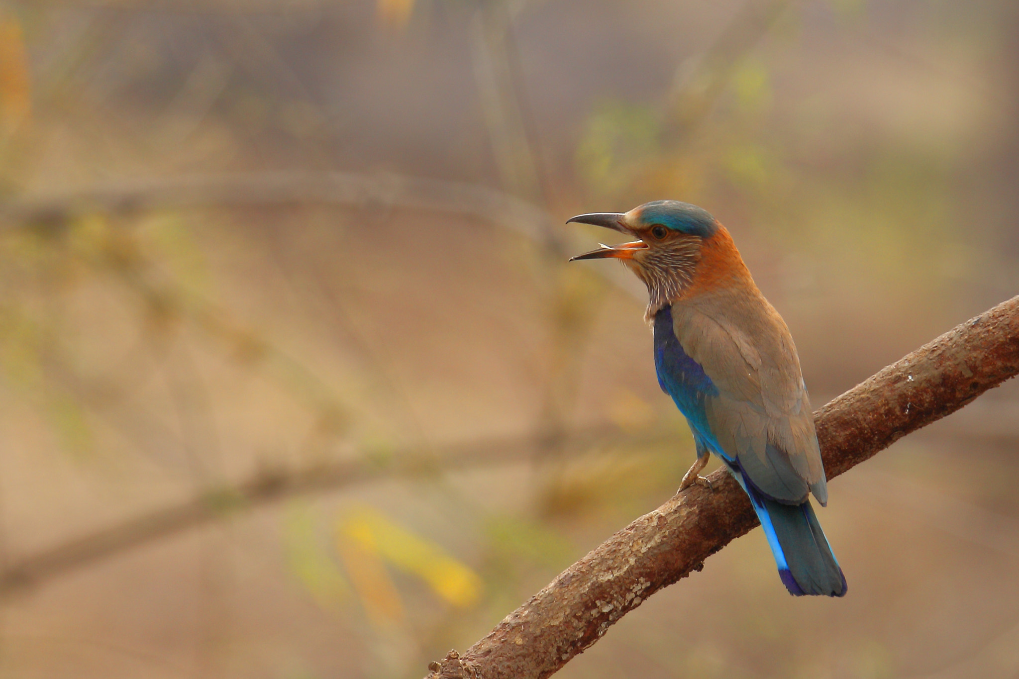 Canon EOS 70D + Canon EF 100-400mm F4.5-5.6L IS II USM sample photo. Indian roller photography
