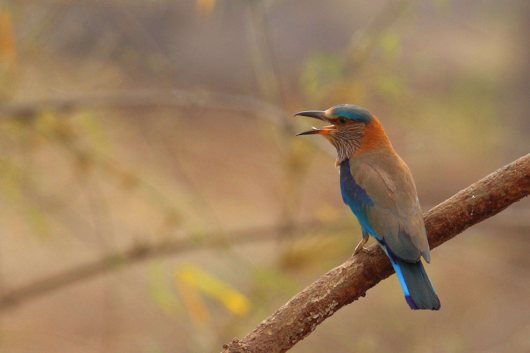 Canon EOS 70D sample photo. Indian roller photography