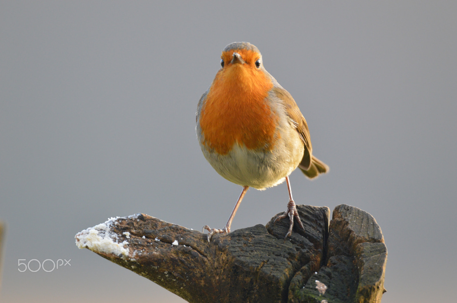 Nikon D3200 sample photo. Robin photography