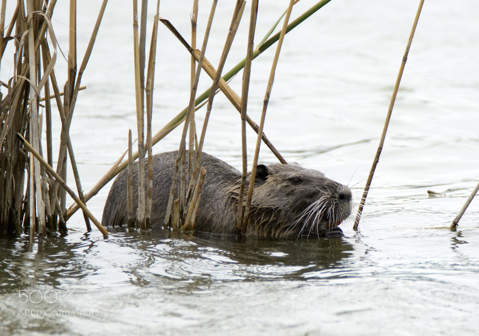 Nikon D7100 sample photo. Nutria_2 photography