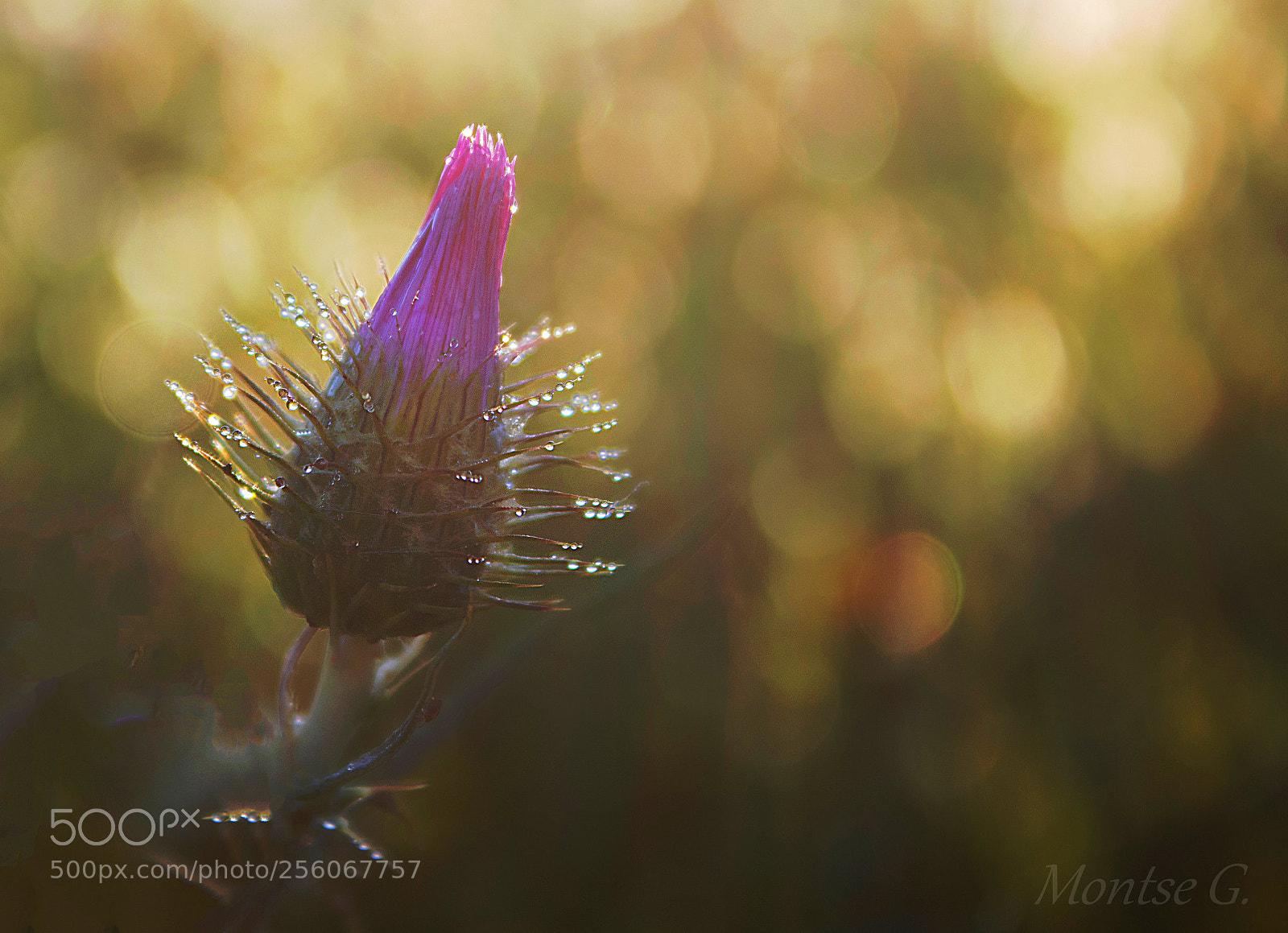 Canon EOS 77D (EOS 9000D / EOS 770D) sample photo. Thistle. photography