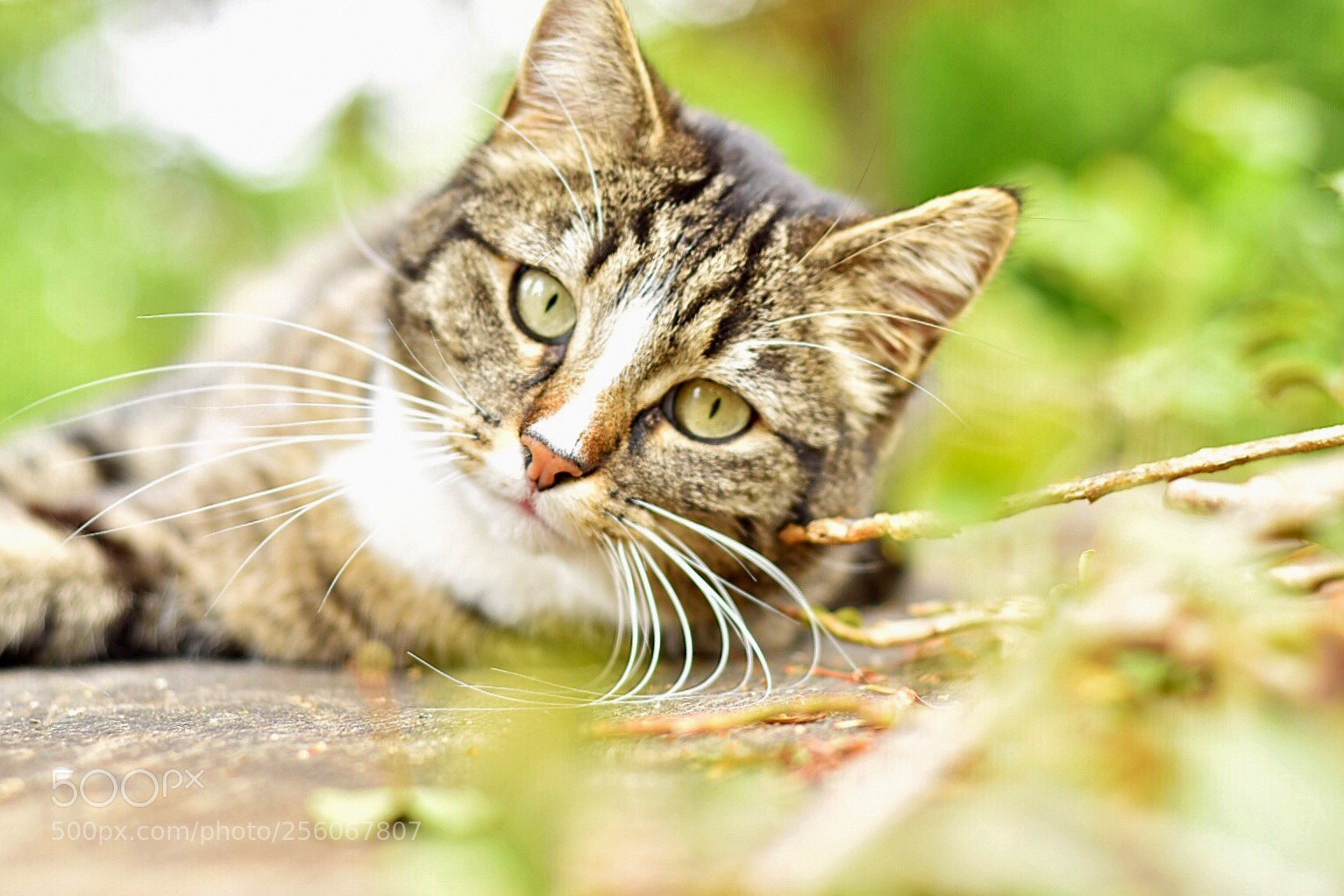 Nikon D5500 sample photo. C a t photography