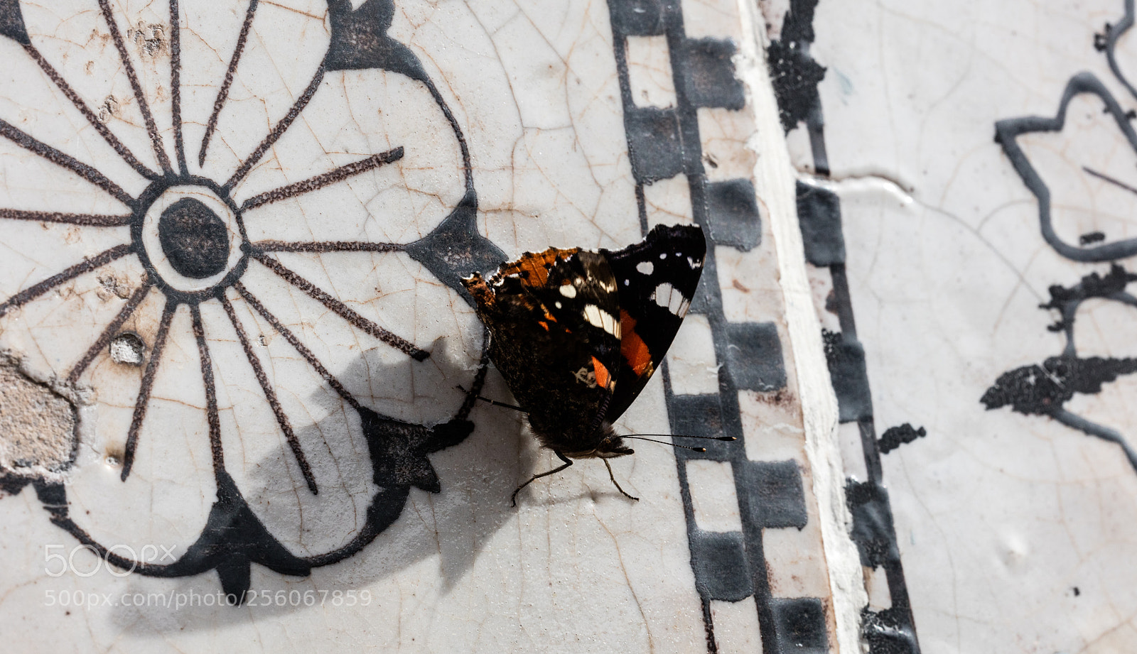 Canon EOS 5DS R sample photo. Butterfly,close up photography