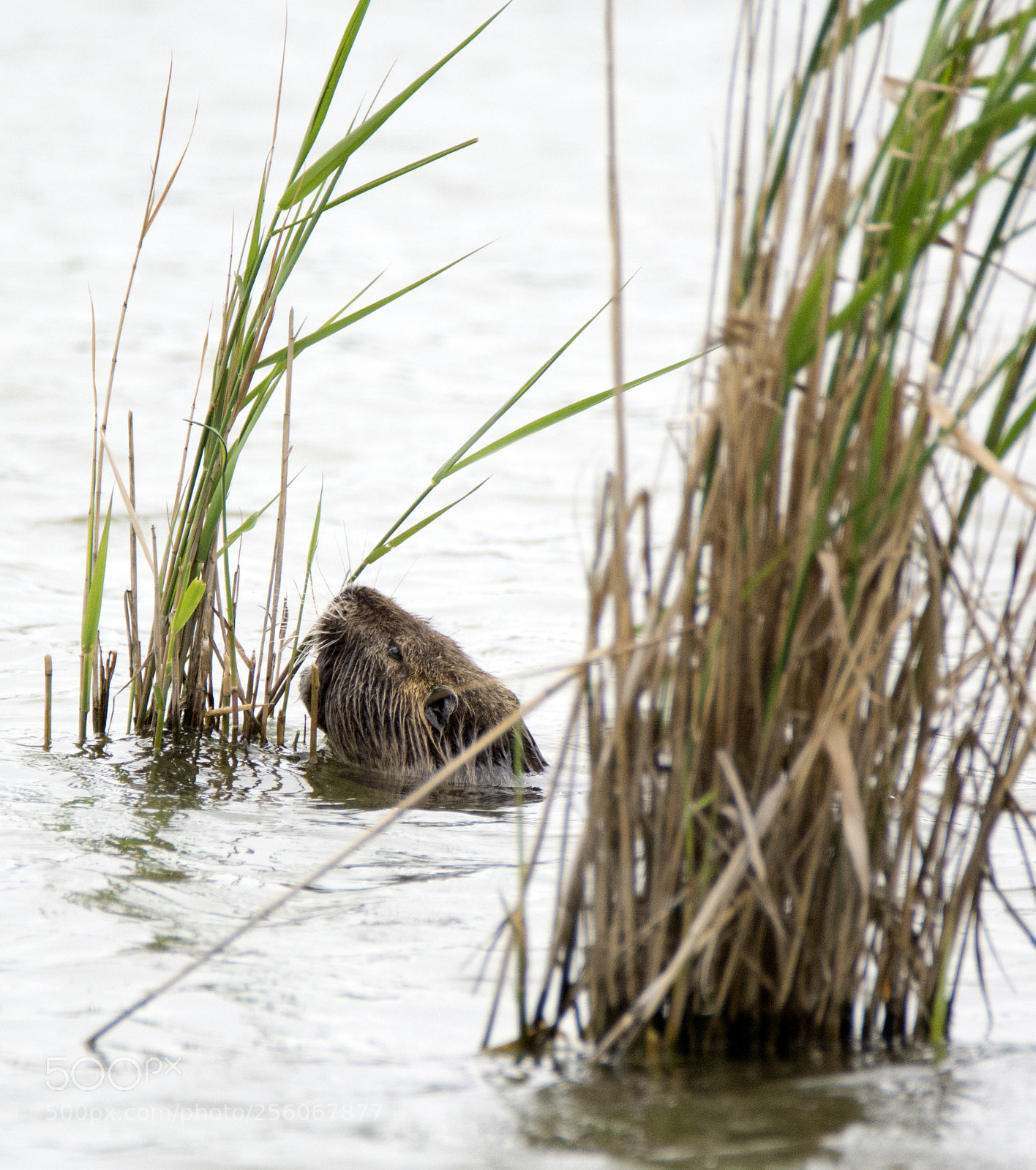 Nikon D7100 sample photo. Nutria_3 photography