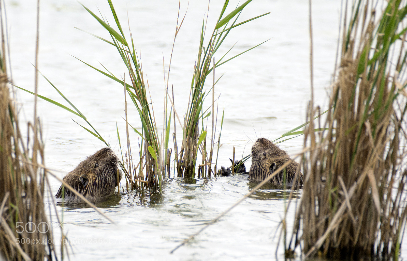 Nikon D7100 sample photo. Nutrie photography