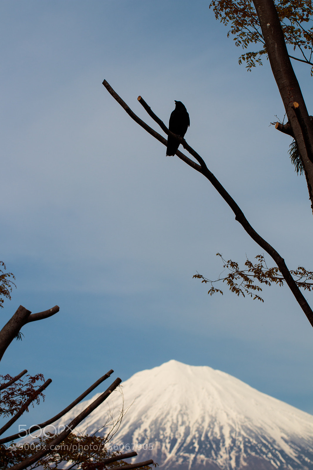 Canon EOS 80D sample photo. Morning raven photography