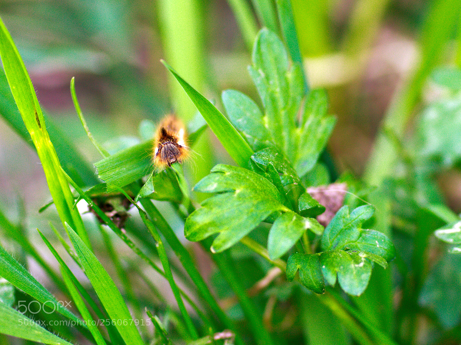Canon EOS 650D (EOS Rebel T4i / EOS Kiss X6i) sample photo. Caterpillar face photography