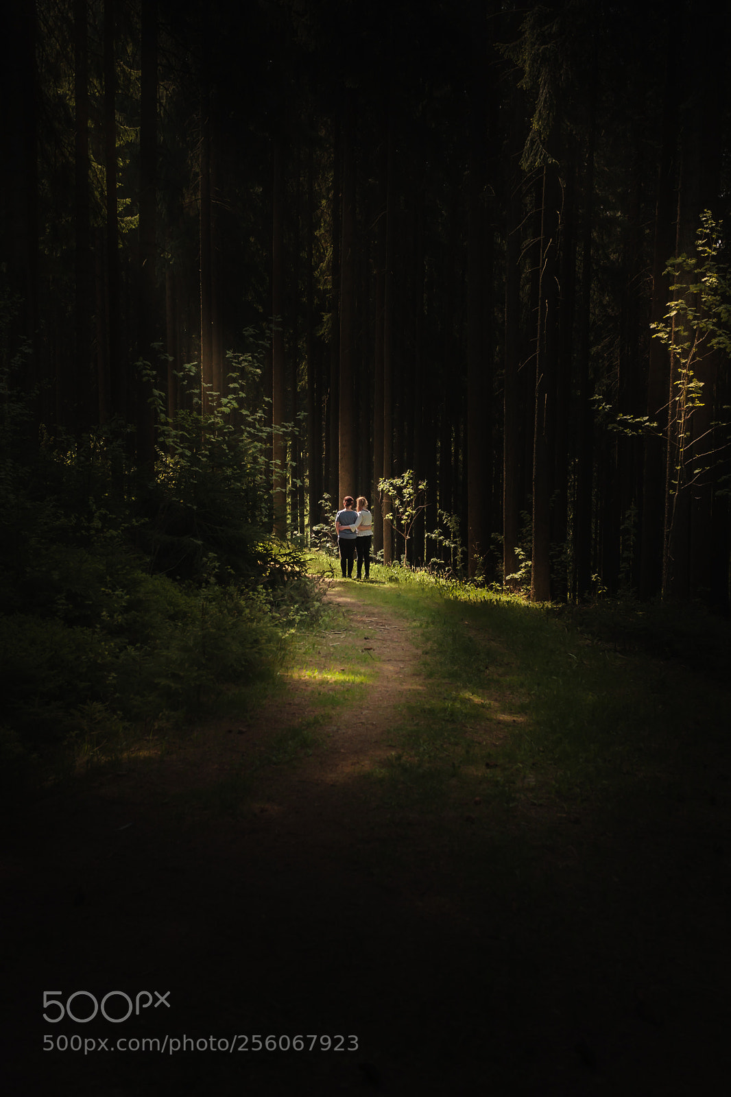 Canon EOS 5D sample photo. Deep in the forest photography