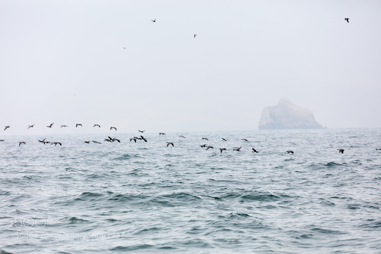 Canon EOS 5DS R sample photo. Ballestas islands, peru photography