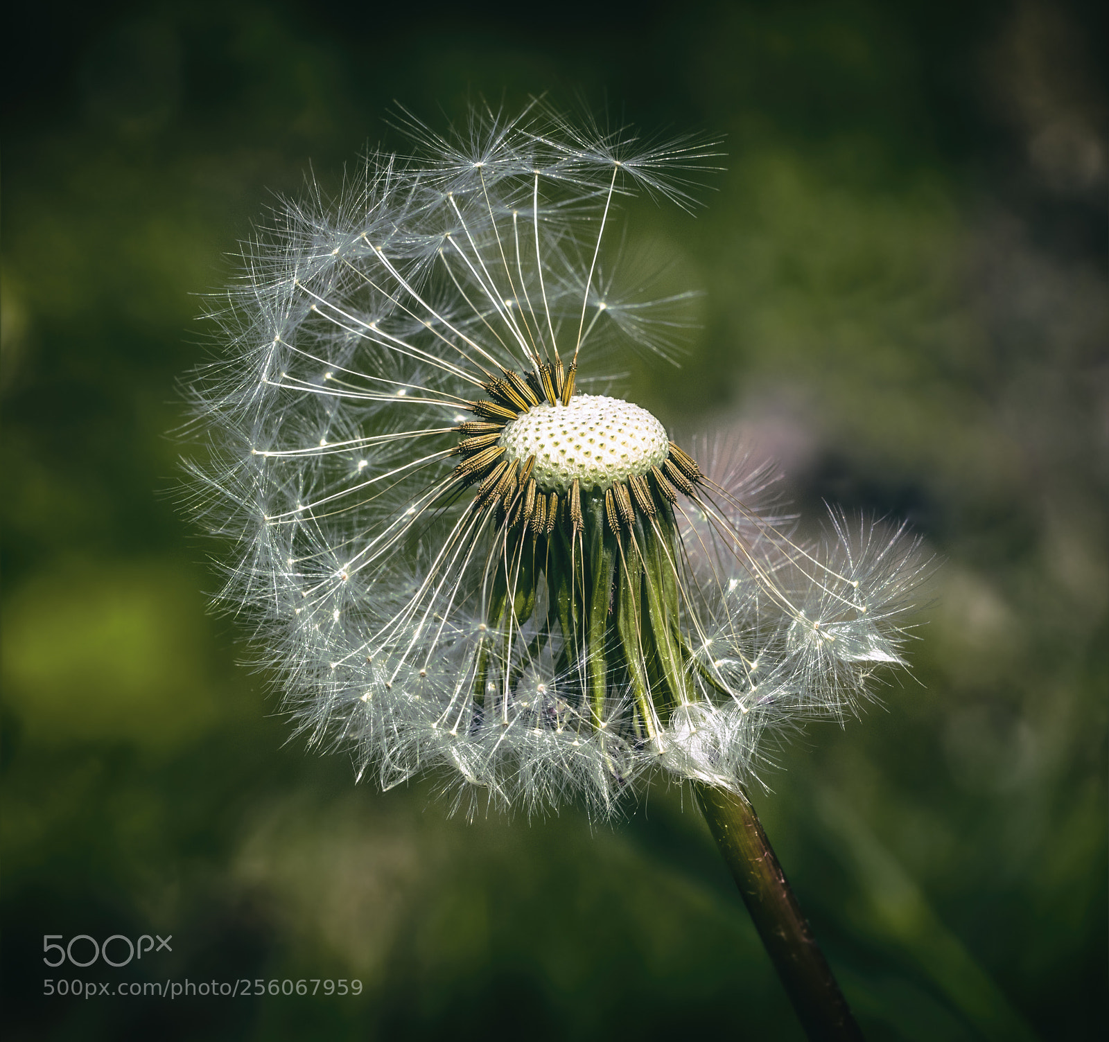 Canon EOS 80D sample photo. Löwenzahn photography