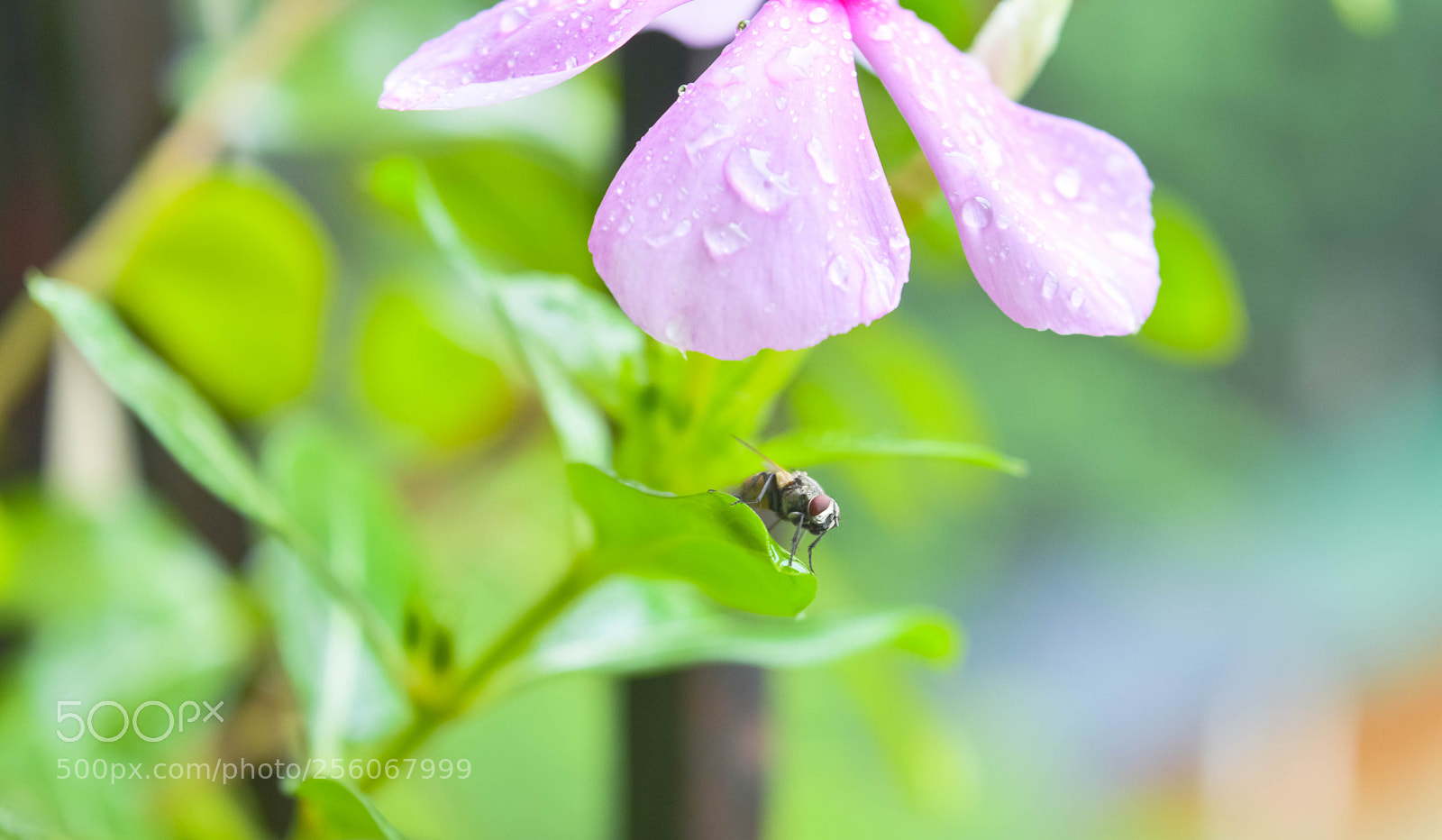 Nikon D3200 sample photo. Wet n fresh photography