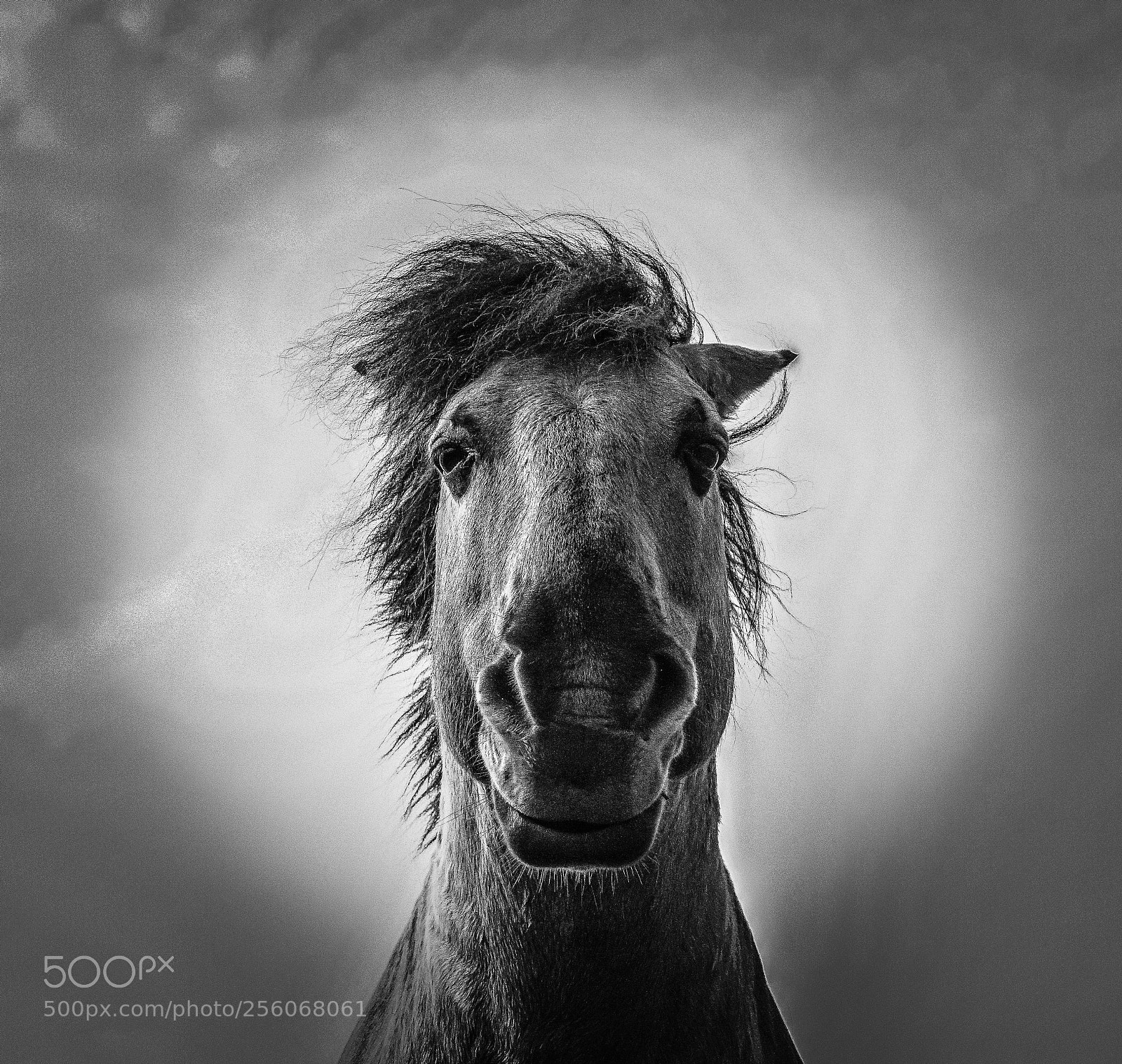 Sony Cyber-shot DSC-RX10 sample photo. Horse in haven photography