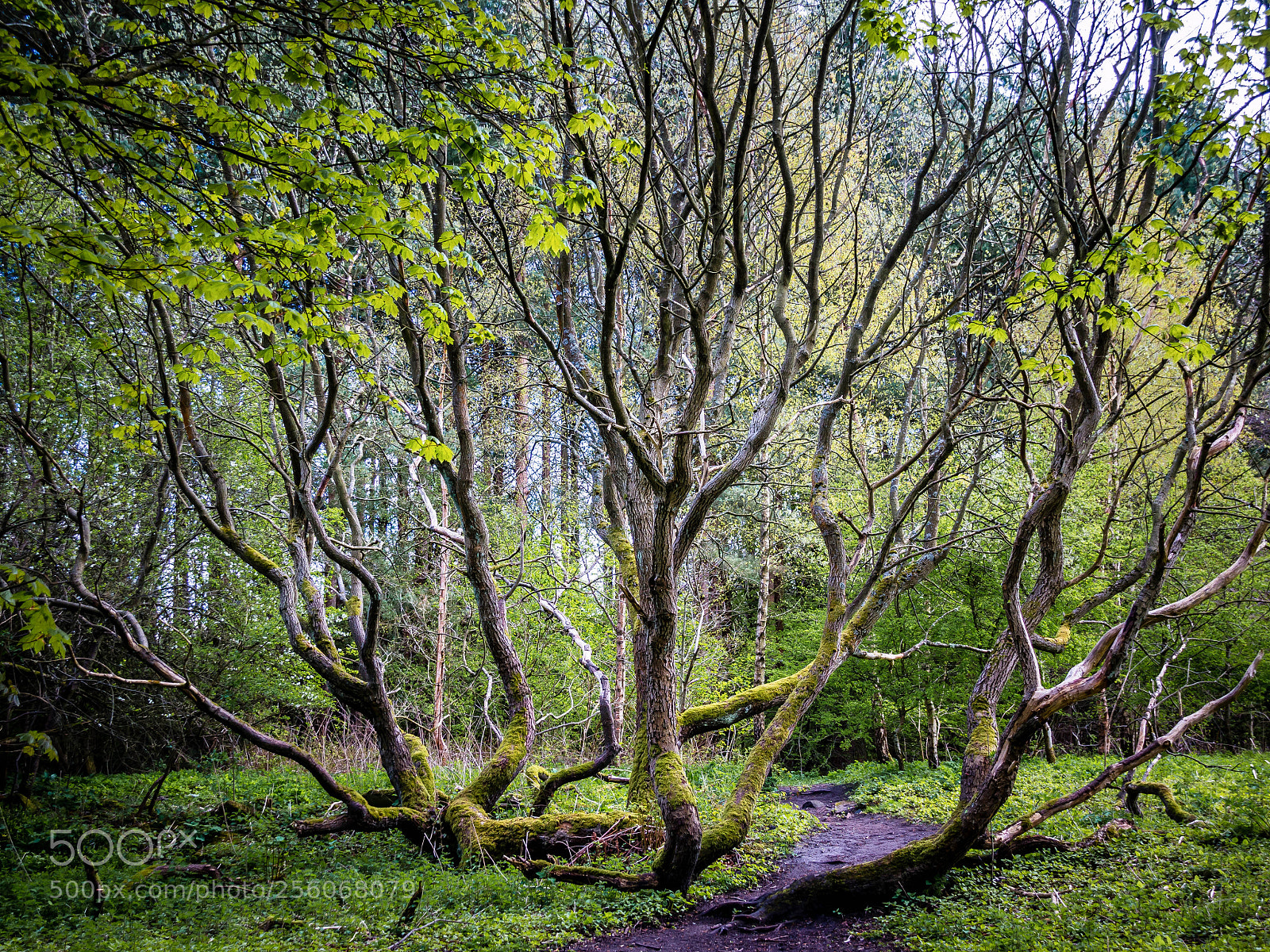 Canon EOS 70D sample photo. Tree photography