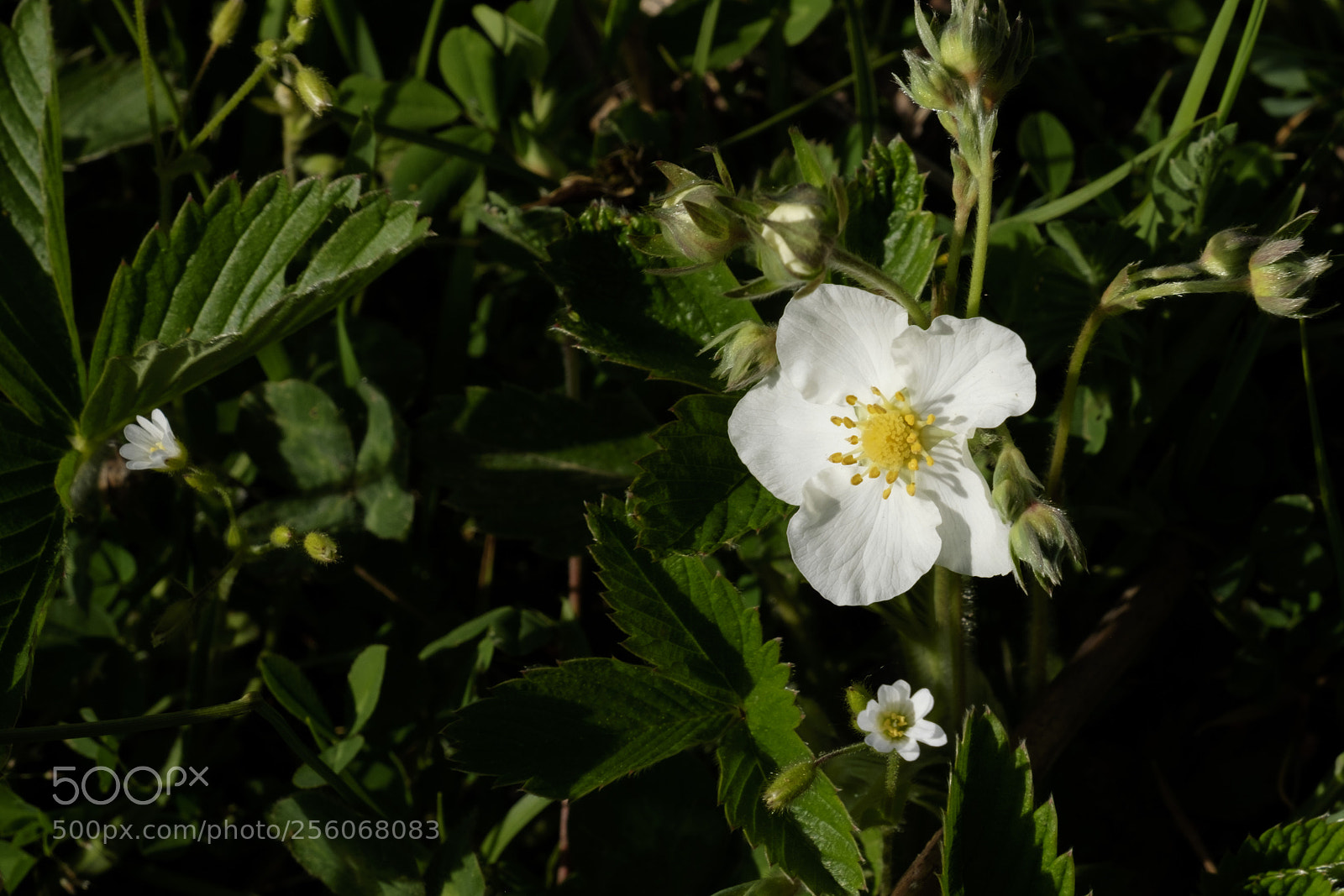 Fujifilm X-T1 sample photo. Simply white photography