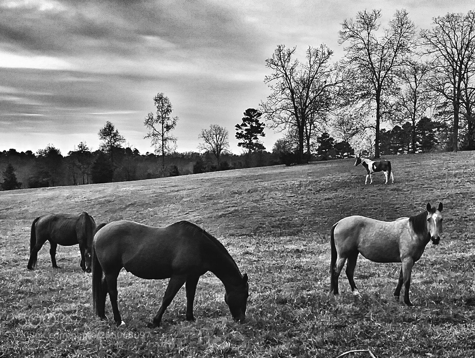 Samsung Galaxy J3(2016) sample photo. Pasture ornaments  photography