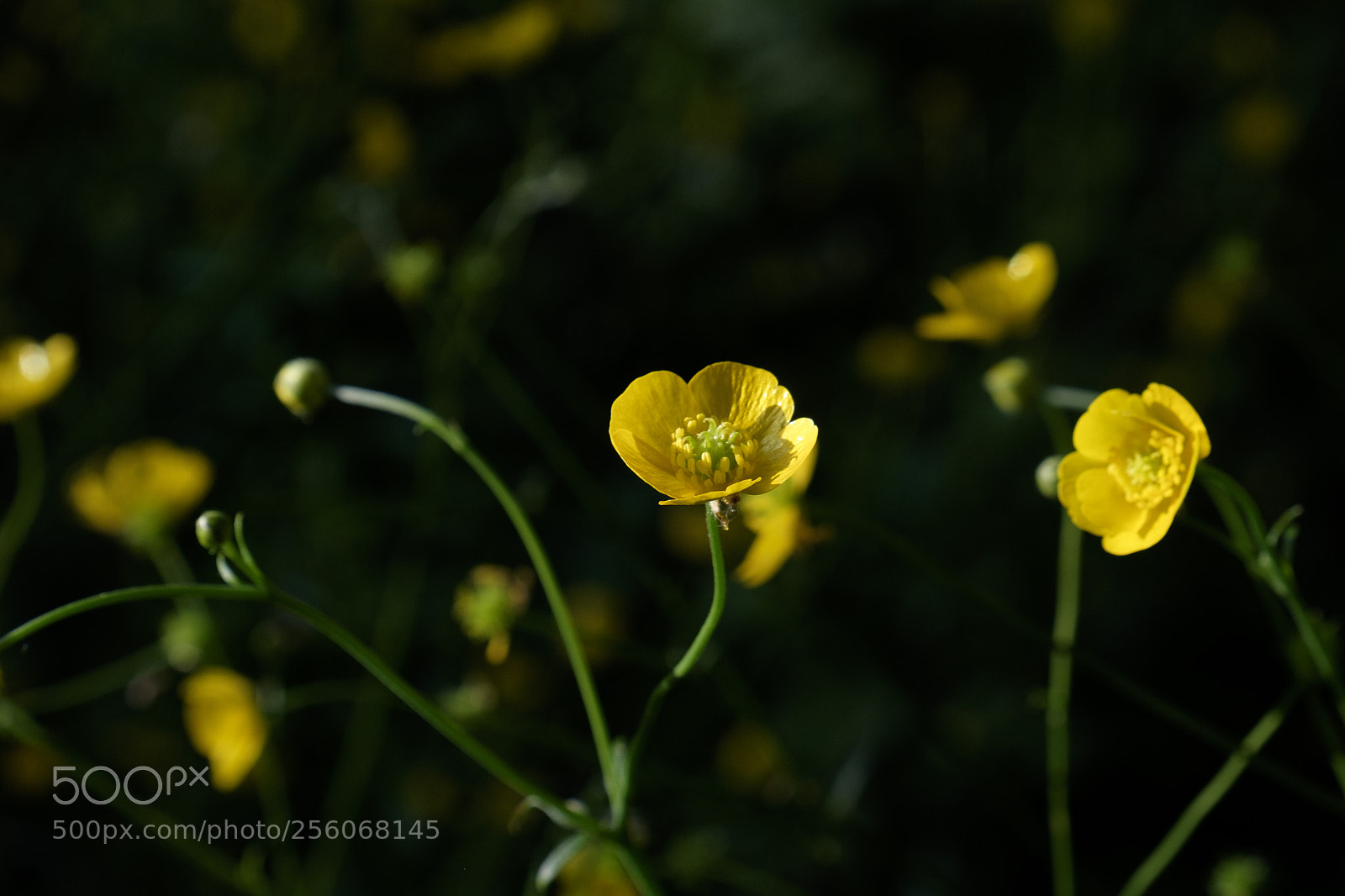 Fujifilm X-T1 sample photo. Simply yellow photography
