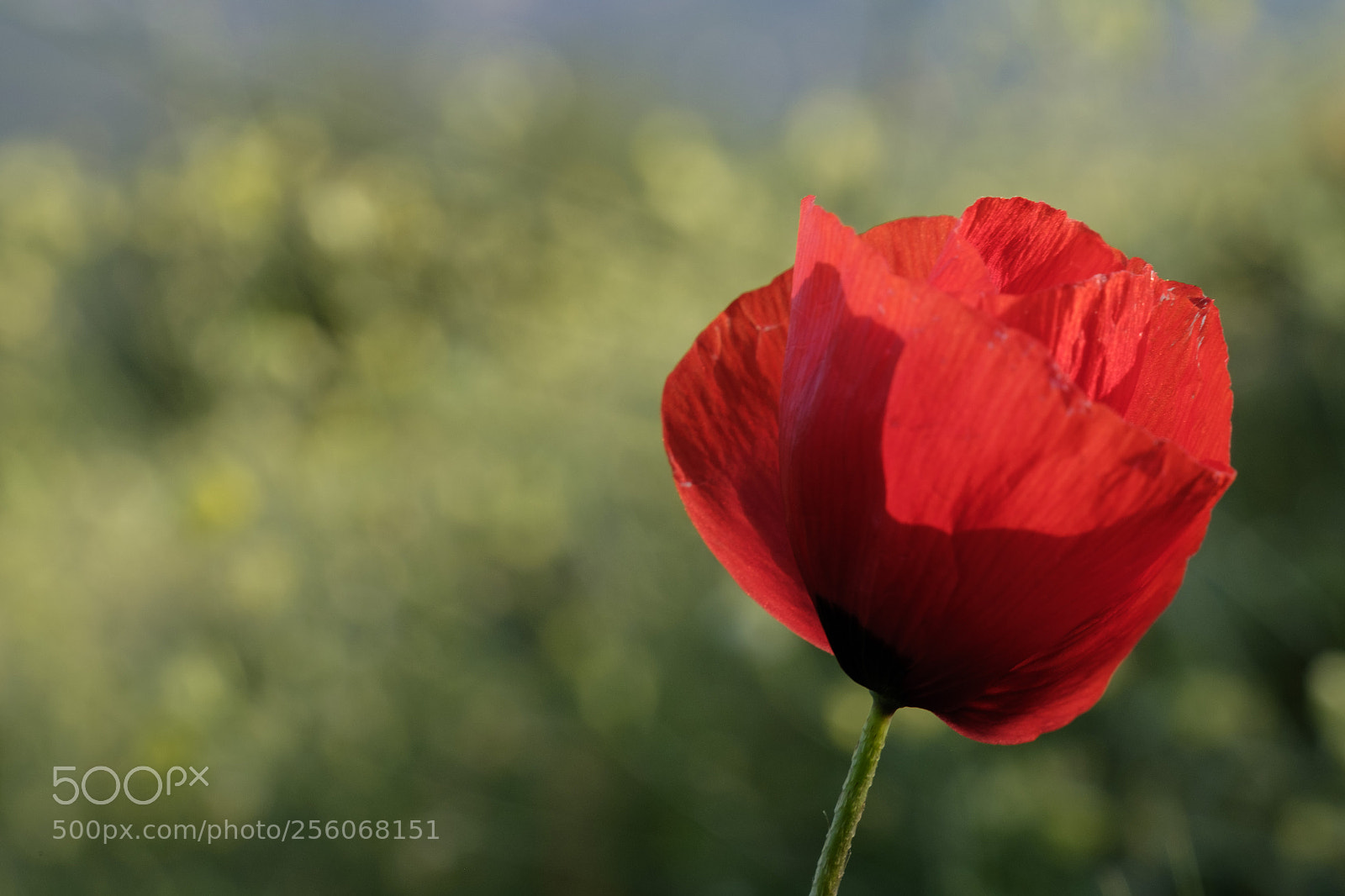 Fujifilm X-T1 sample photo. Simply red photography