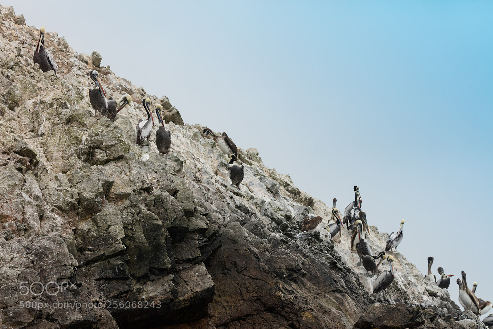 Canon EOS 5DS R sample photo. Ballestas islands, perù photography