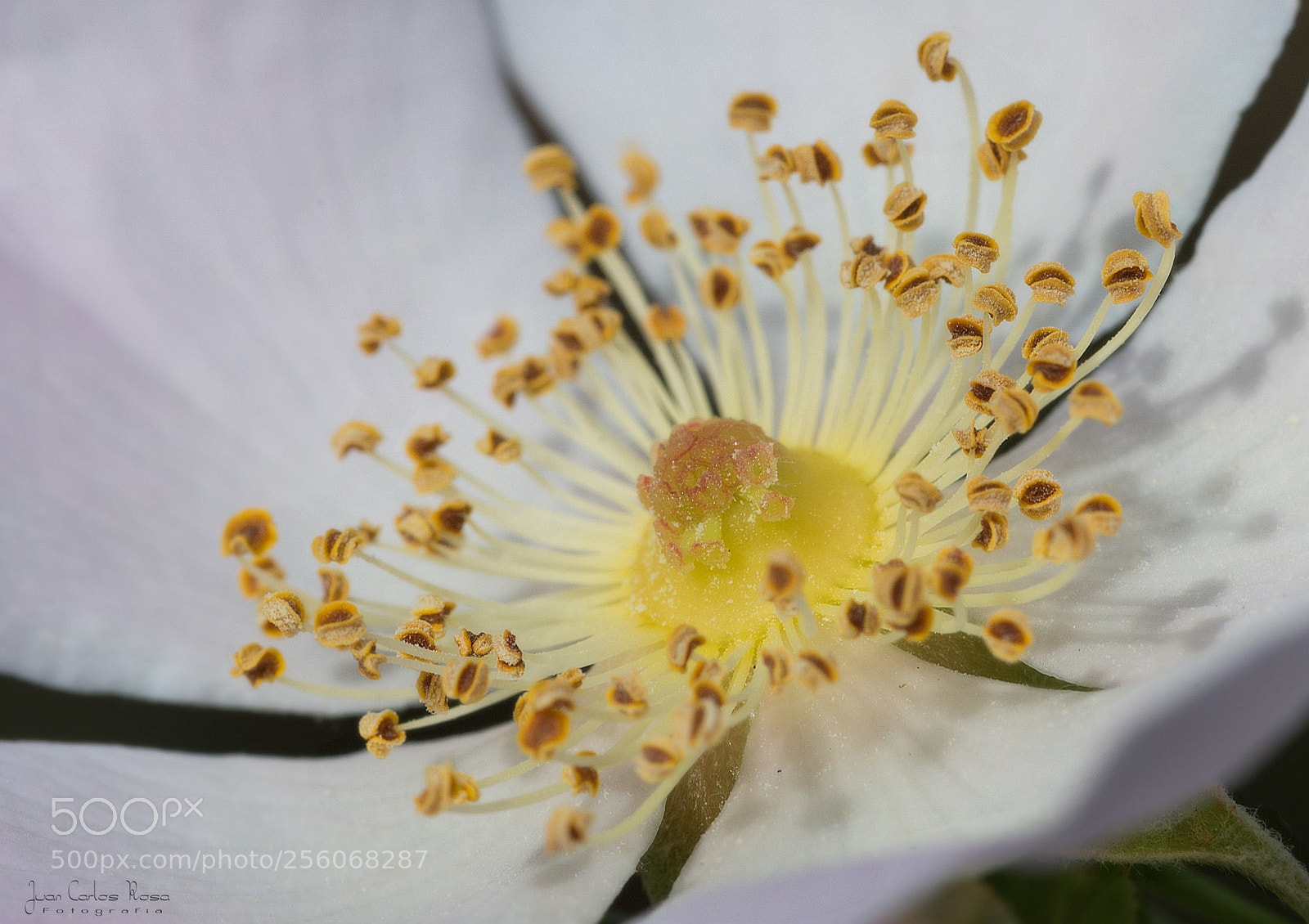 Nikon D610 sample photo. Primavera. photography