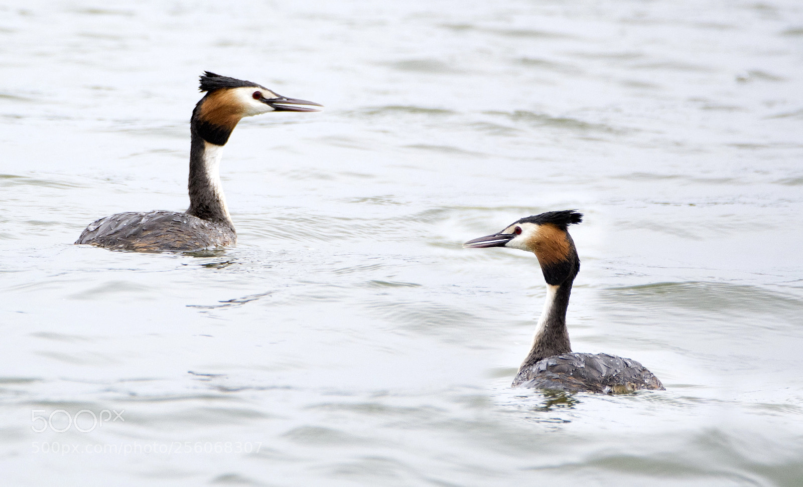 Nikon D7100 sample photo. Grebes photography