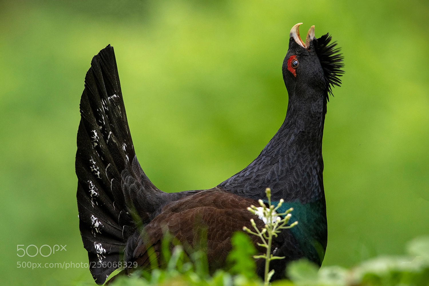 Nikon D4 sample photo. Courtship of an capercaillie photography