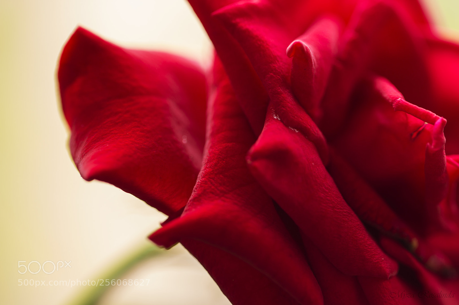 Canon EOS 70D sample photo. Texture of divine photography