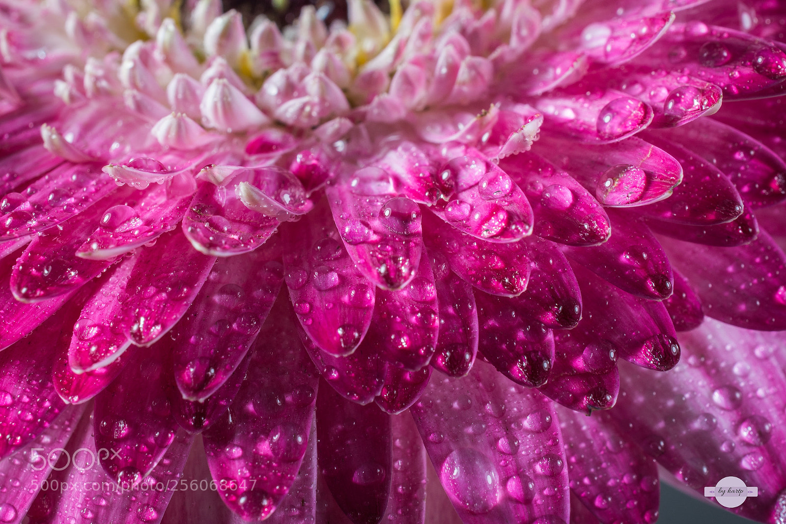 Nikon D7200 sample photo. Tausend tropfen photography