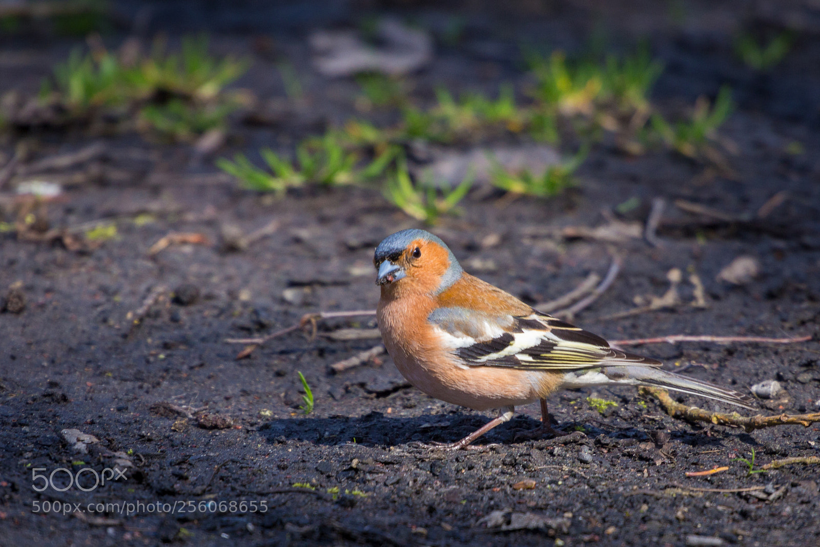 Canon EOS 6D sample photo. Birdy photography