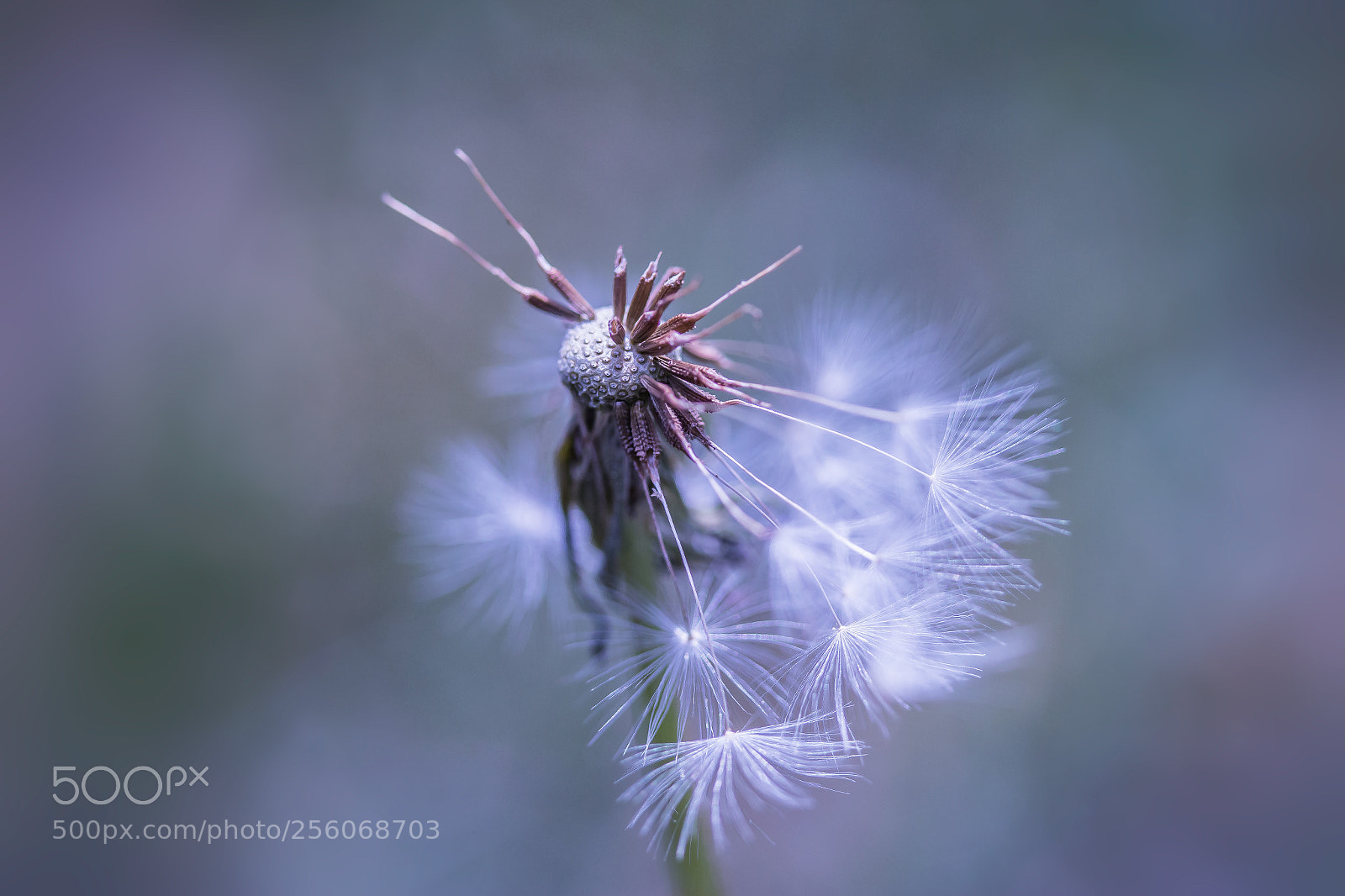 Canon EOS 70D sample photo. Die zeit ist kurz photography