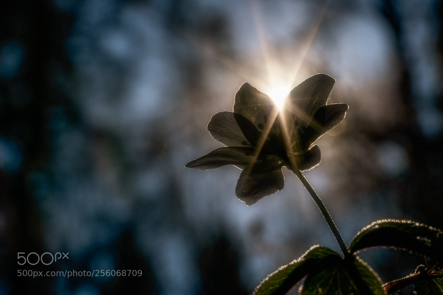 Sony a7R II sample photo. Spring sun photography