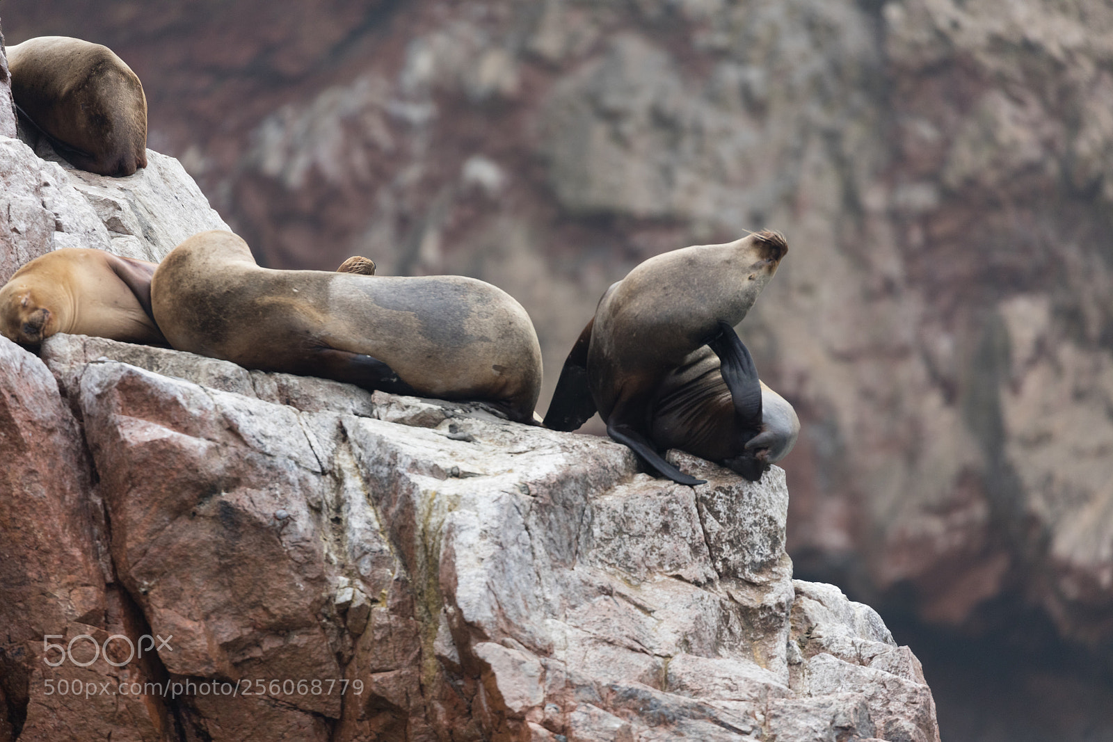 Canon EOS 5DS R sample photo. Ballestas islands, perù photography