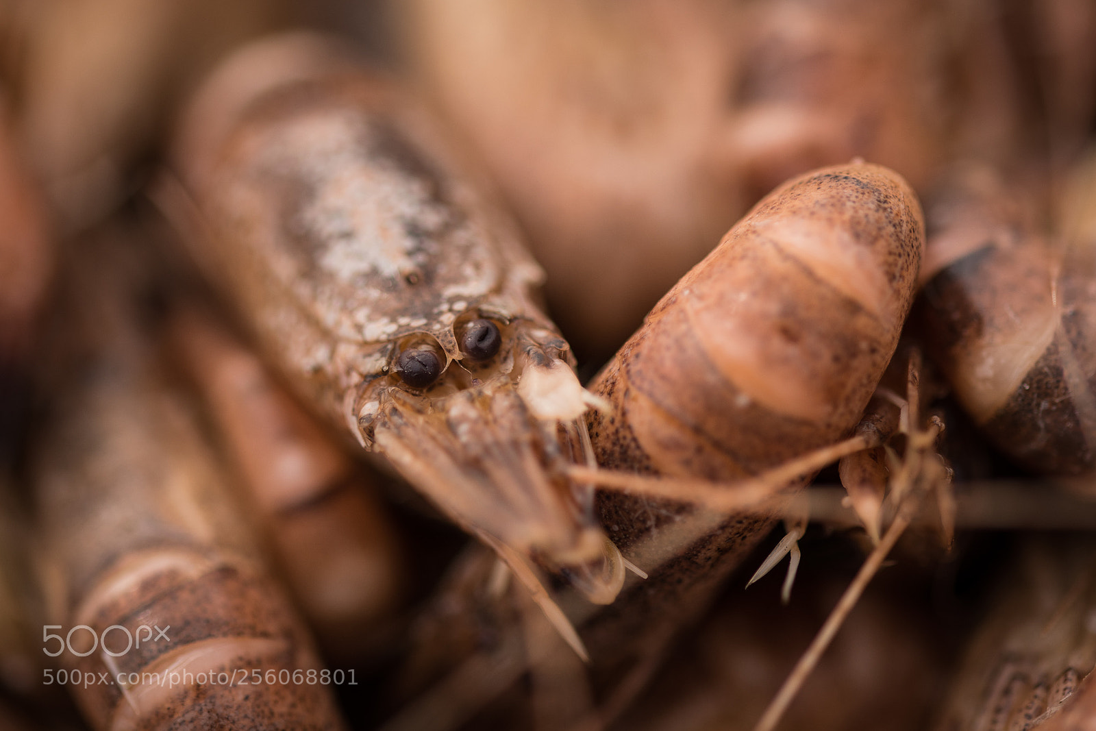 Nikon D5600 sample photo. Shrimps photography