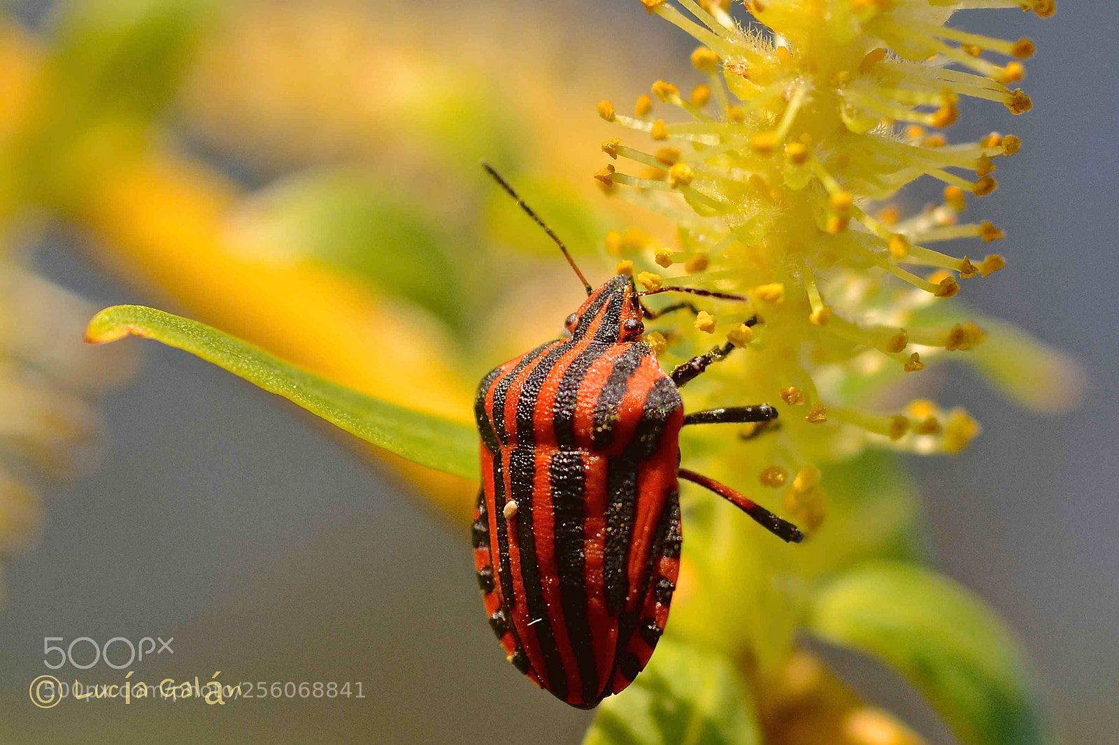 Nikon D7100 sample photo. Escarabajo rayado photography