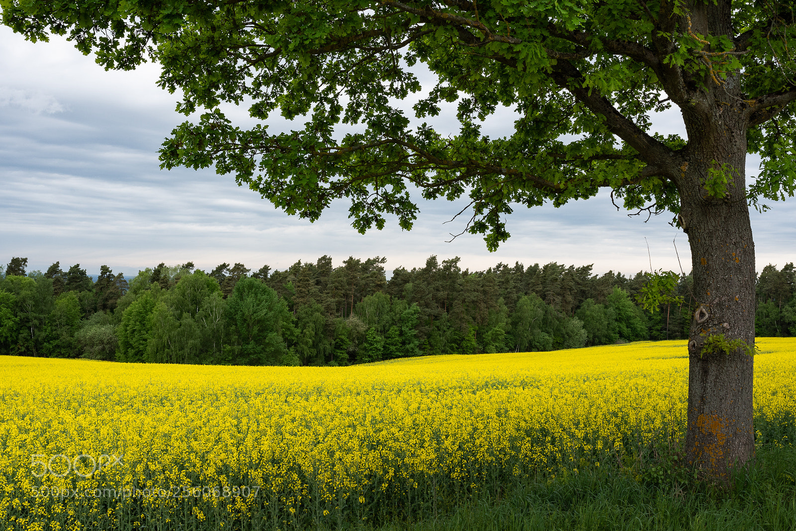 Nikon D750 sample photo. Tree photography