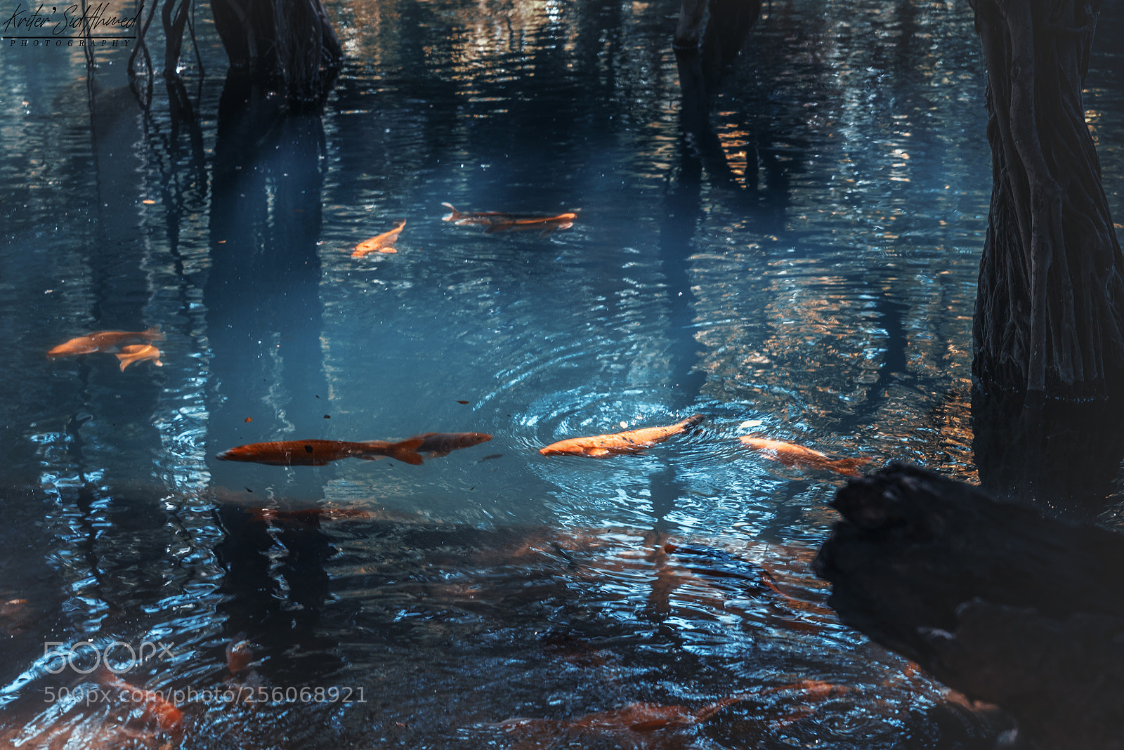 Nikon D750 sample photo. Jardin d'essai photography