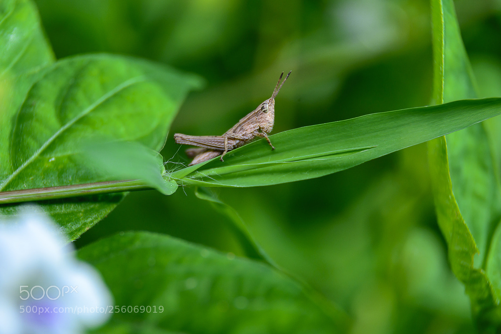 Nikon D7100 sample photo. Grasshopper photography