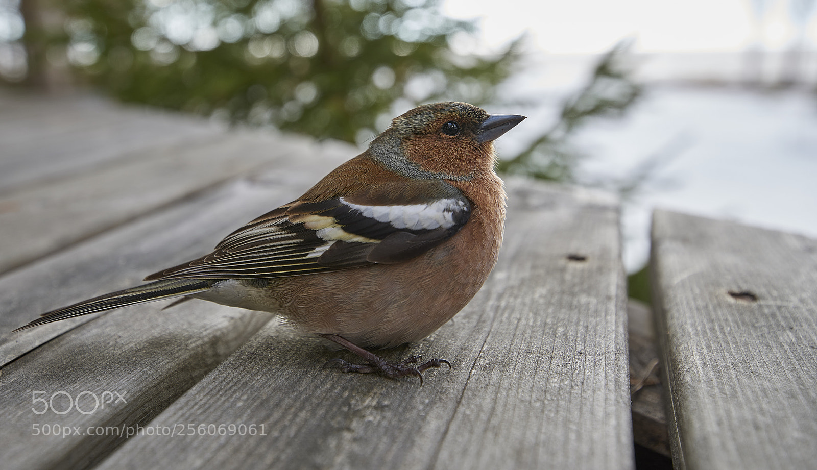 Nikon D810 sample photo. Finch photography