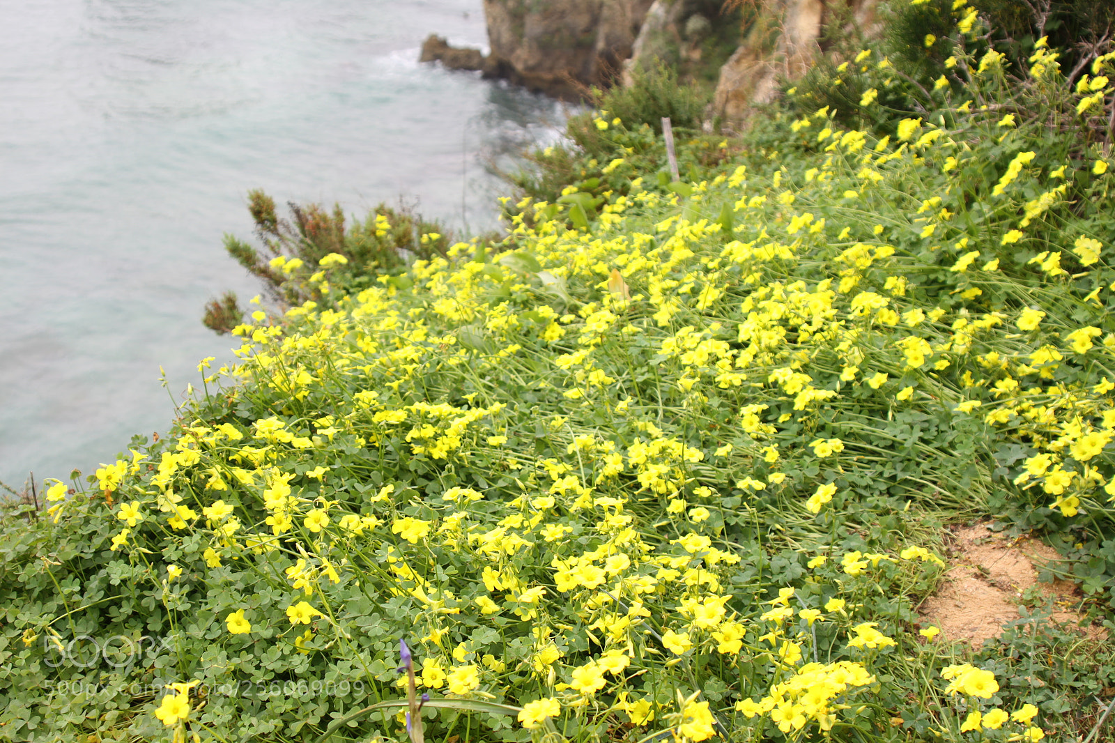 Canon EOS 50D sample photo. Algarve, portugal, march 2011 photography